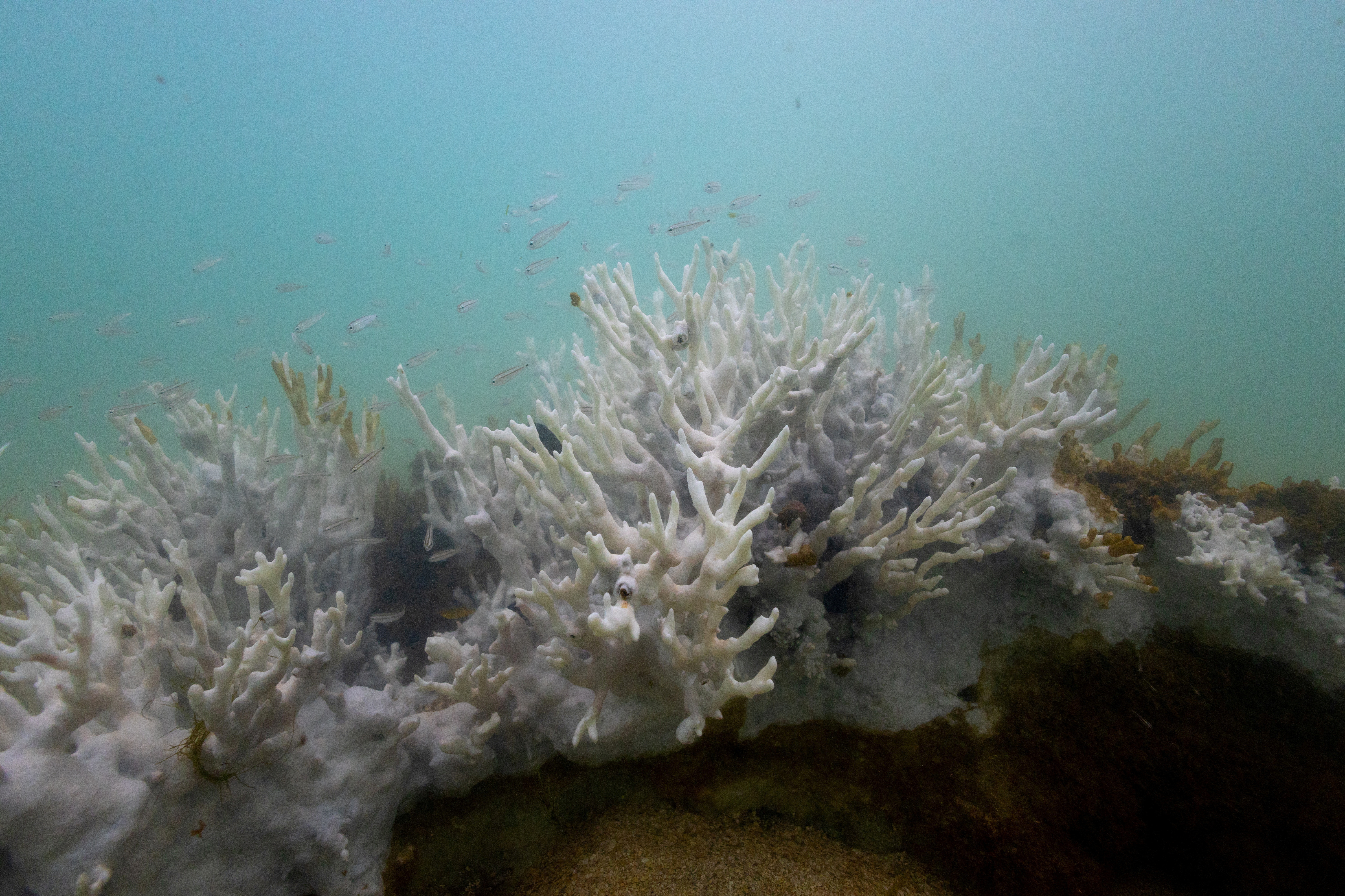 世界のサンゴ礁、6割超が白化の恐れ＝米海洋大気局