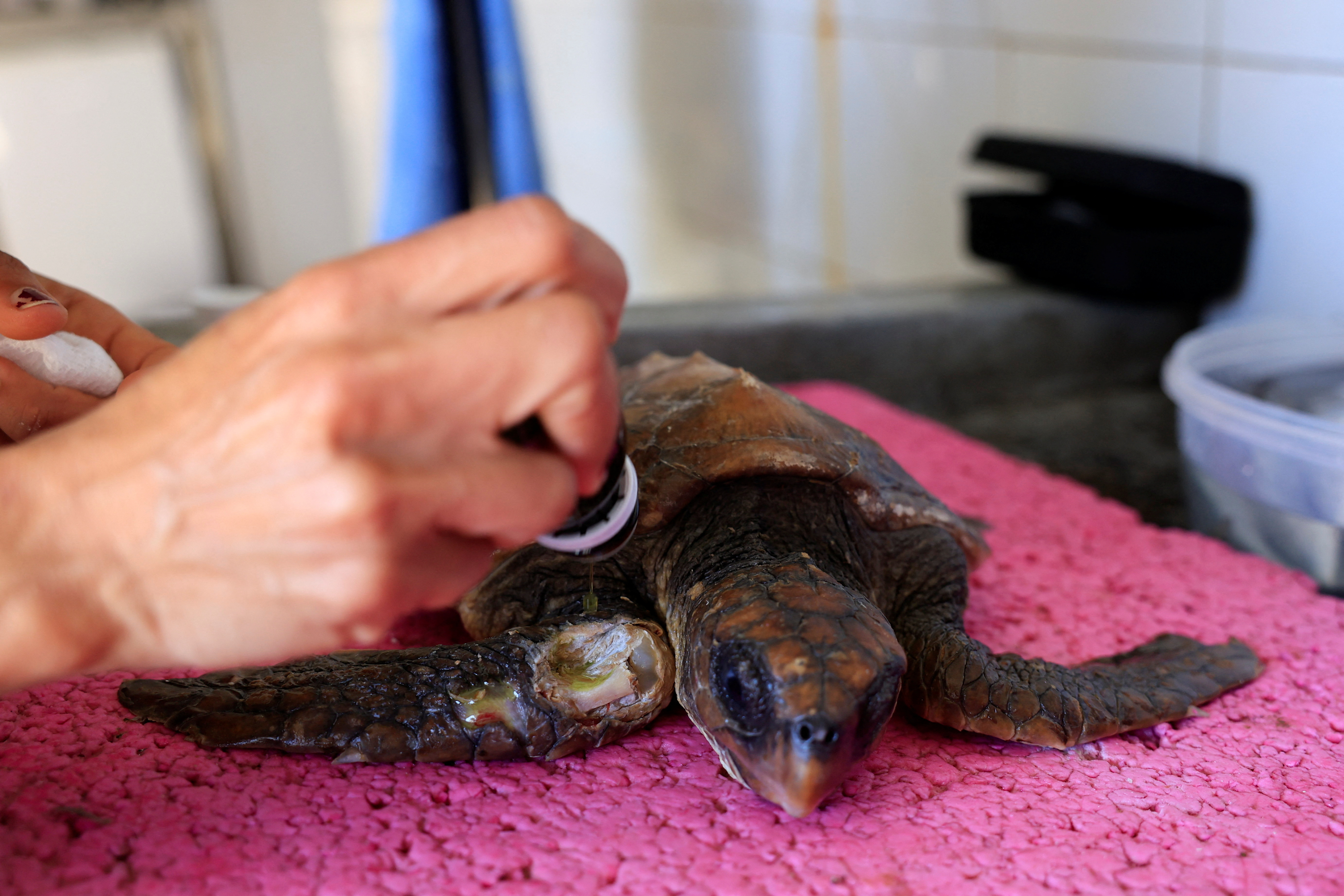 Yurena Castrillo, a veterinarian at the Taliarte Wildlife Recovery Center, treats an injured Caretta Caretta turtle, in the island of Gran Canaria