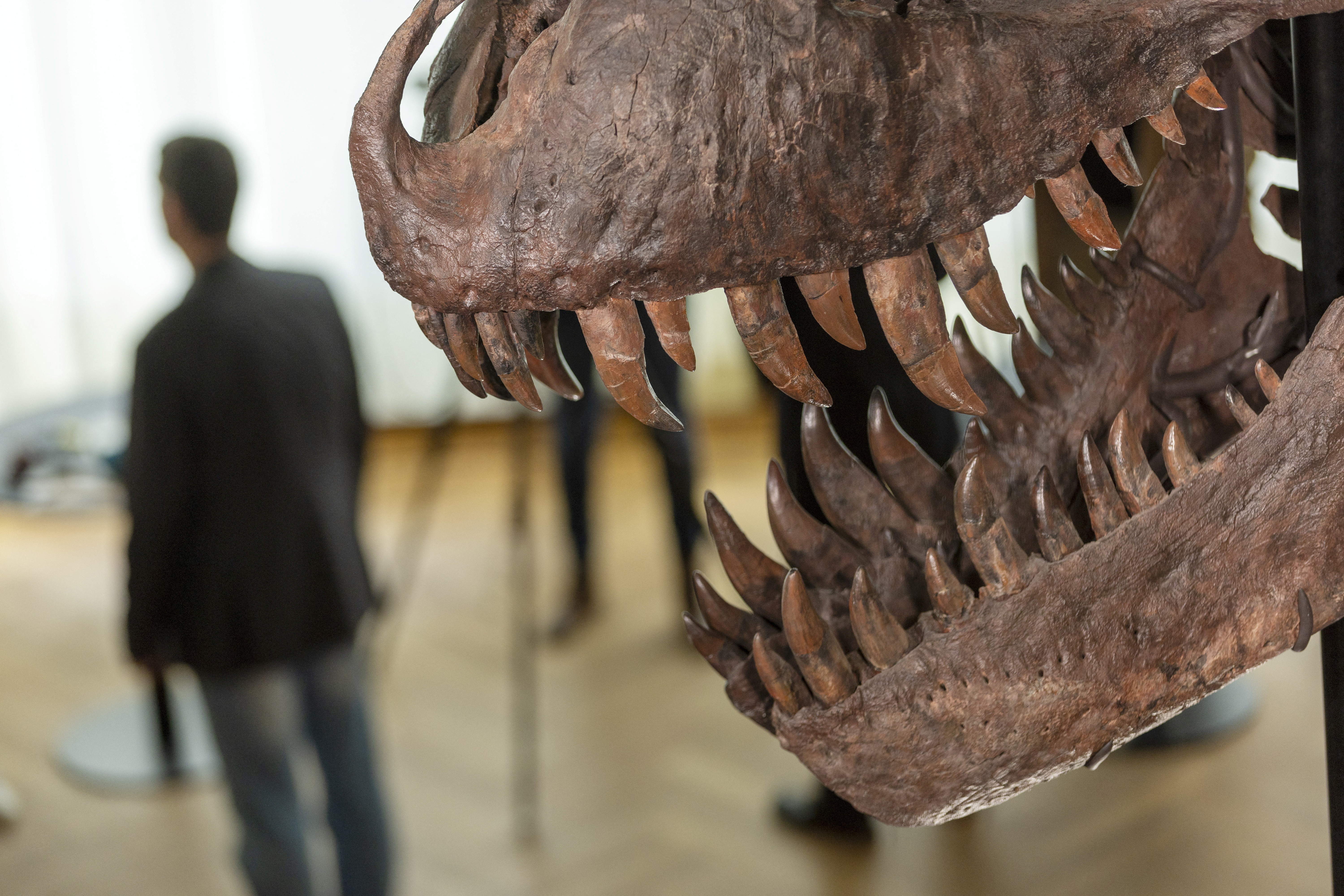 T-Rex skeleton sells for more than $6 mln at Swiss auction