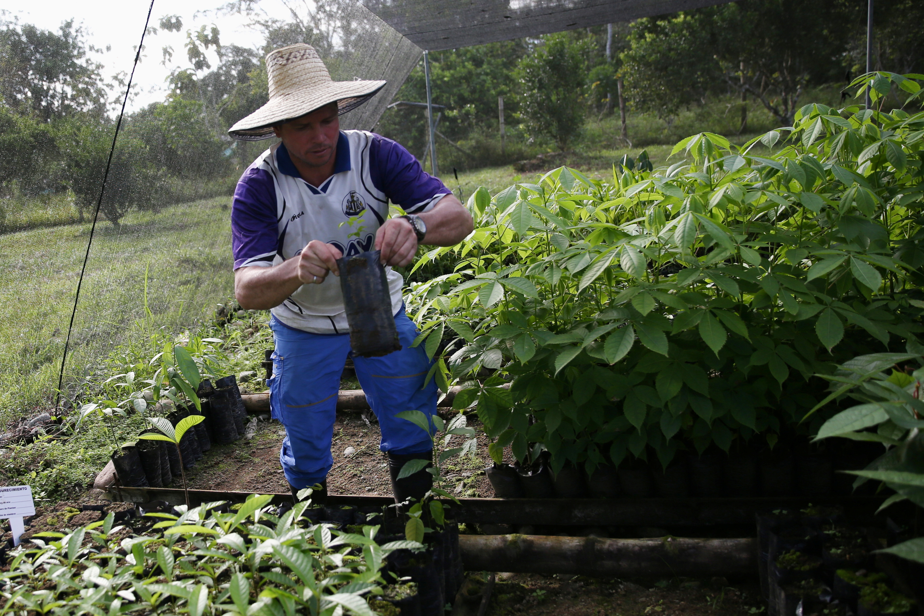 Rafael Santofimio, former FARC guerrilla, nurseryman and signatory of the peace agreement with the government of Juan Manuel Santos, holds a seedling during a visit to one of the nurseries managed by former FARC guerrillas in Putumayo