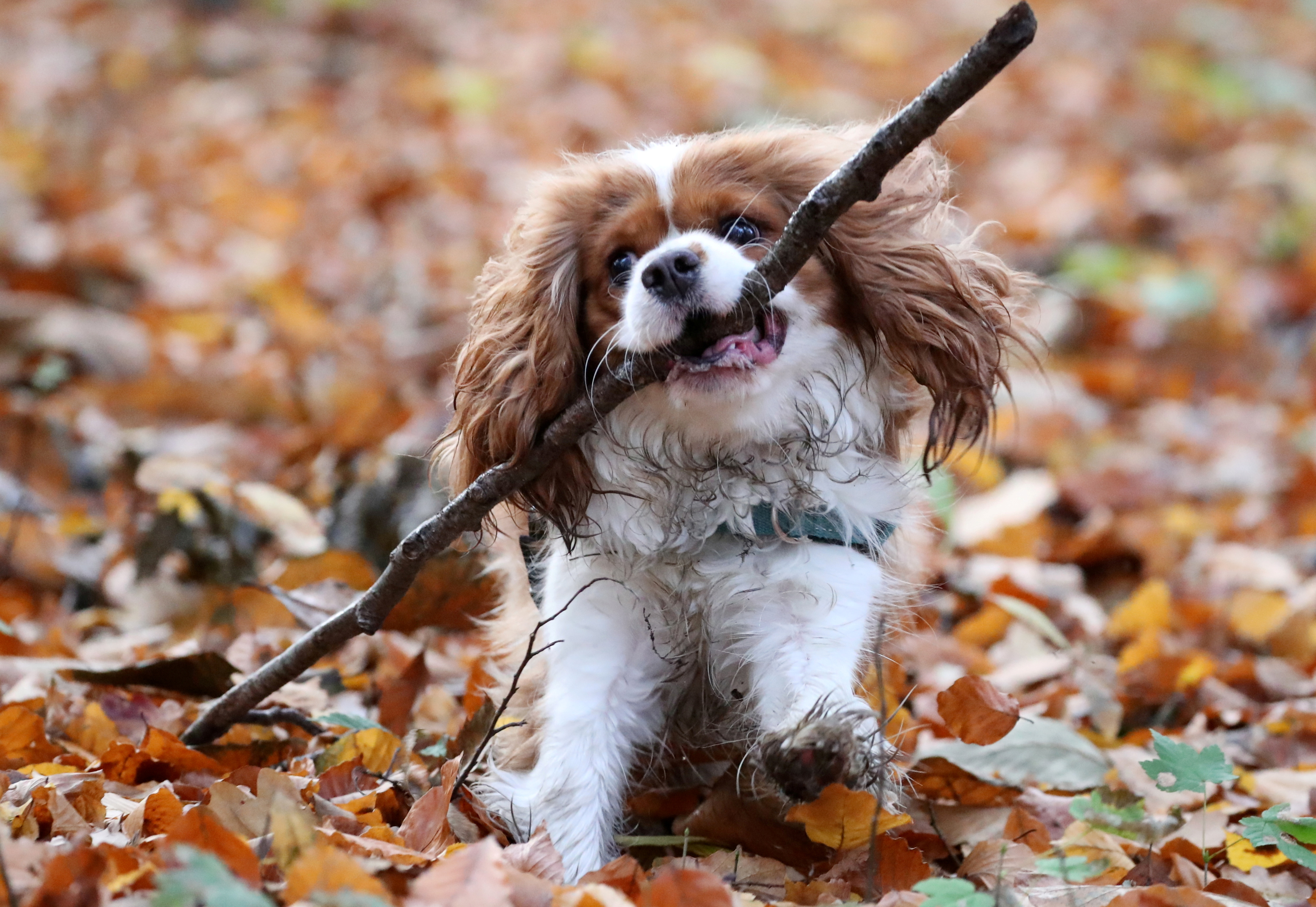A dog runs with a stick in a forest in Gaasbeek, near Brussels, Belgium November 20, 2020.  REUTERS/Yves Herman/File Photo