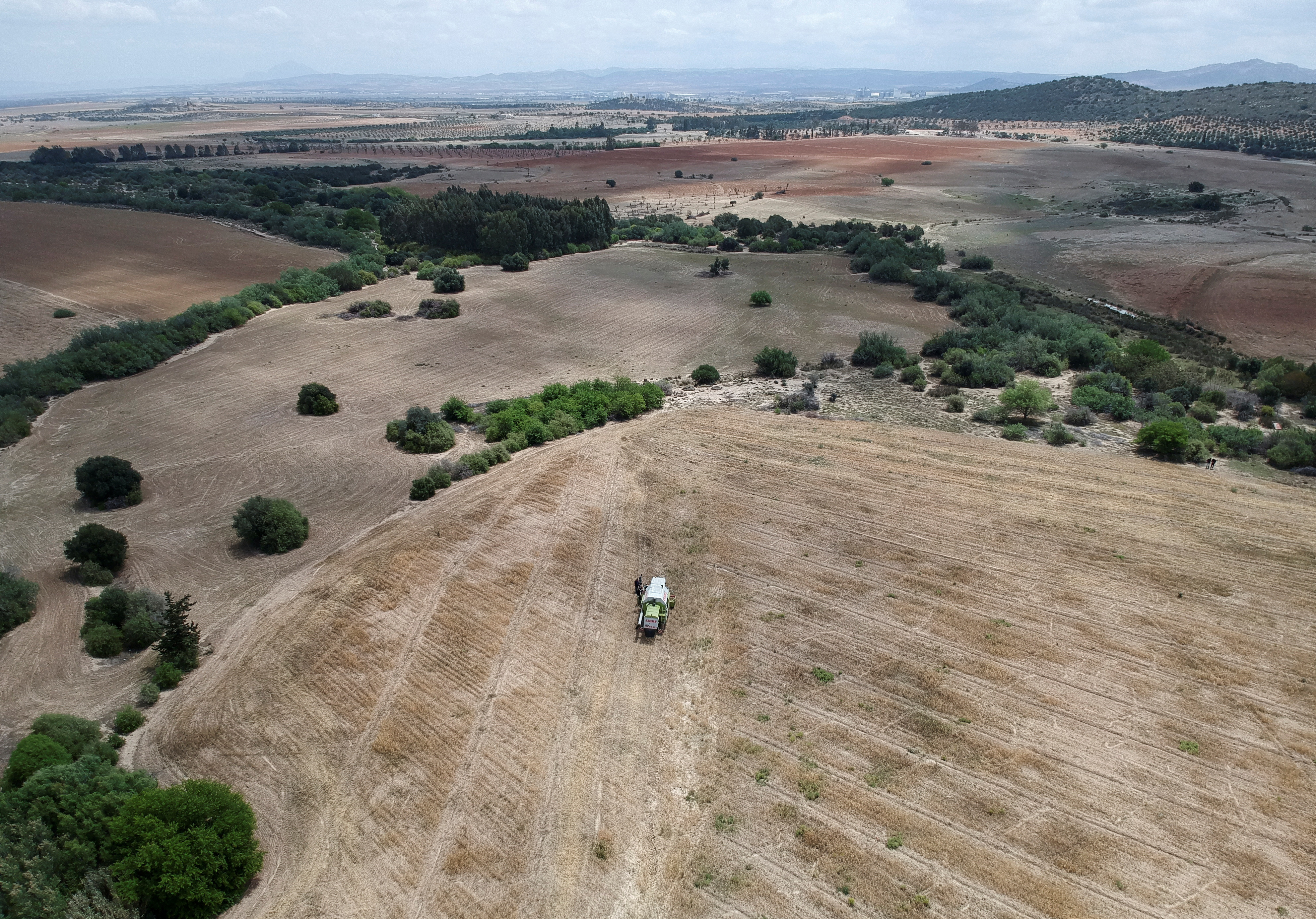 A combine harvests wheat on a field in Manouba