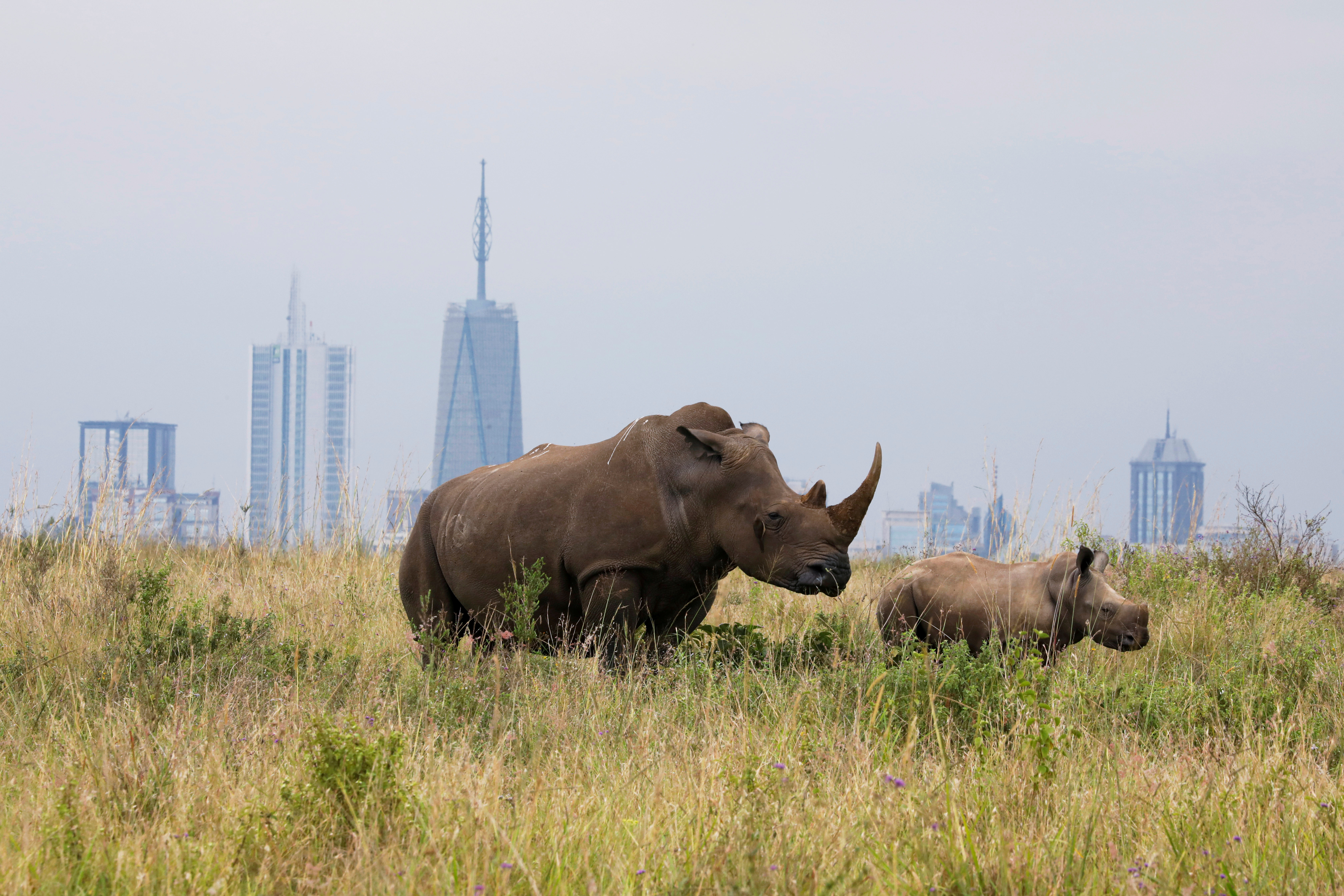 A southern white rhino and her calf are seen inside the Nairobi National Park with the Nairobi skyline in the background