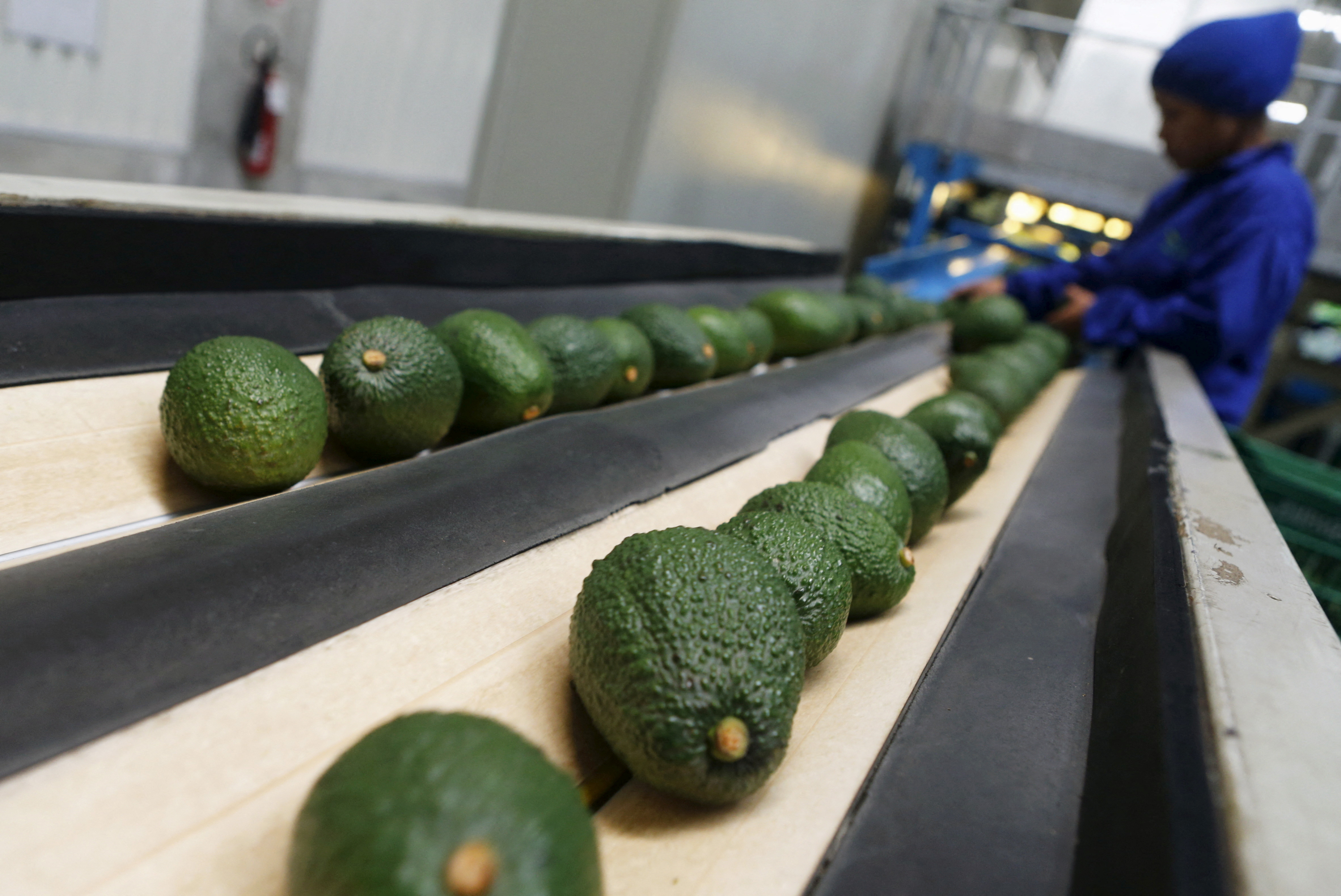 A worker checks avocados at a packaging warehouse in Chincha