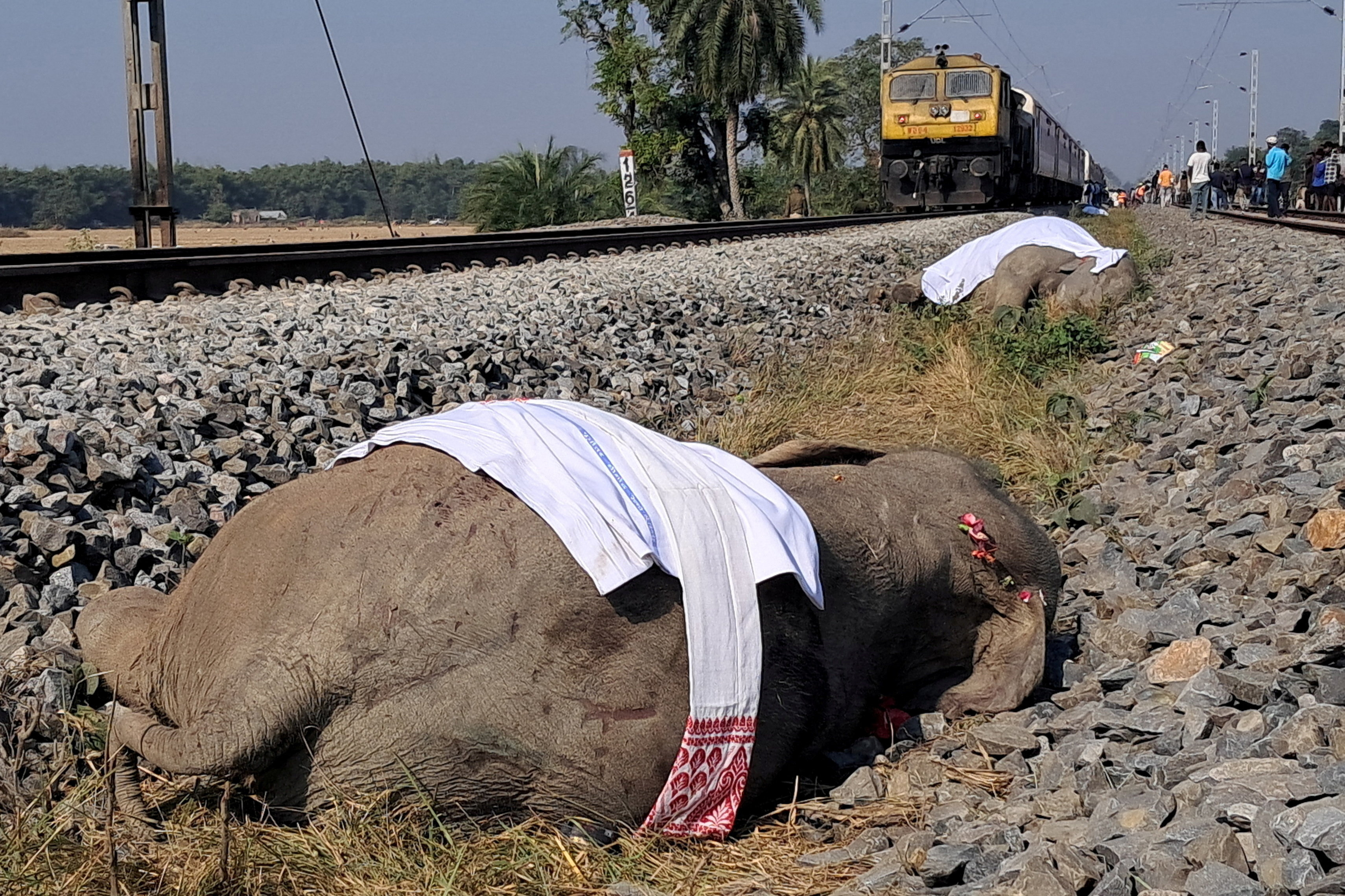 Seven elephants killed in India train accident | Reuters