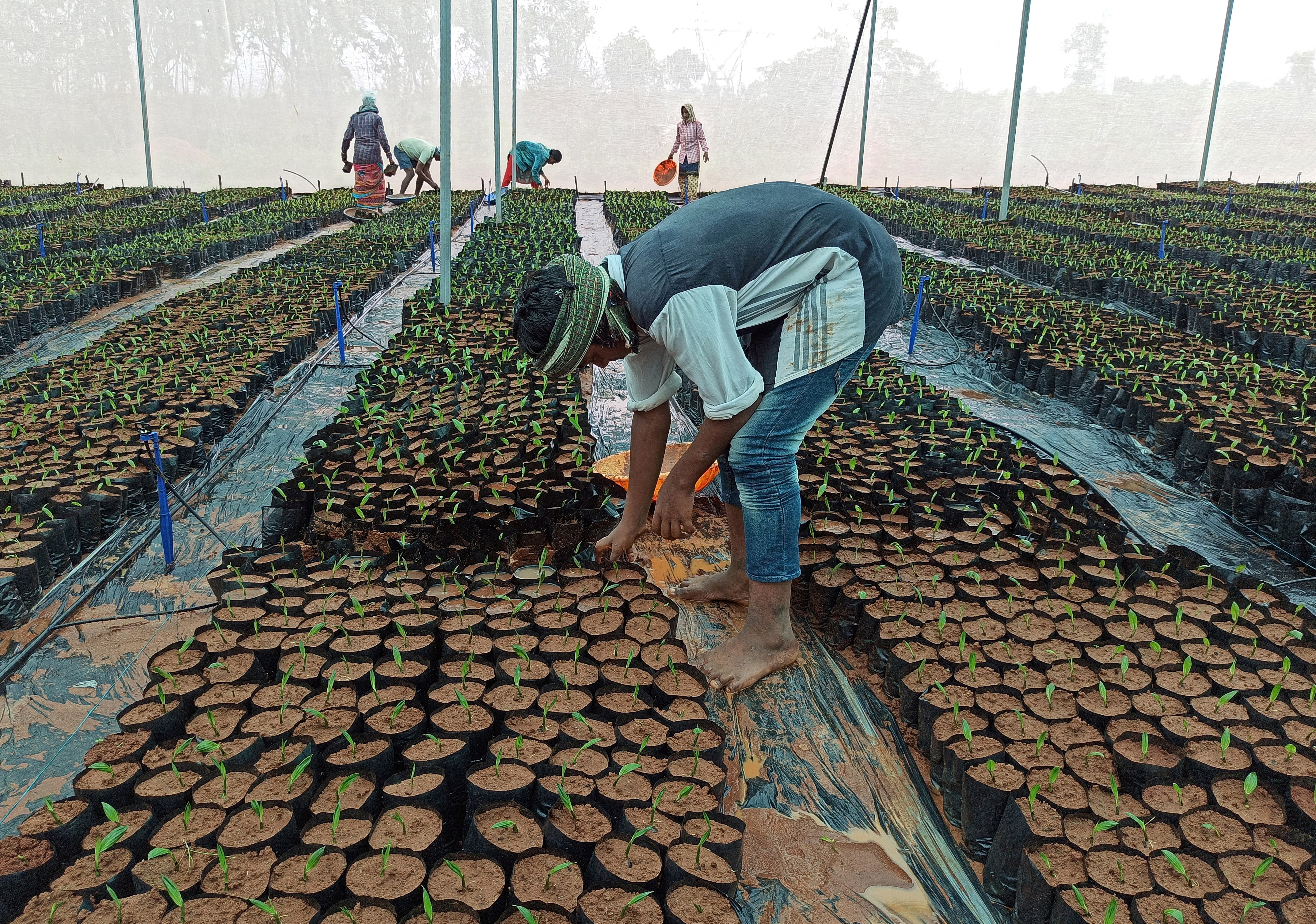 India's April palm oil imports slump 30% to 14-month low | Reuters