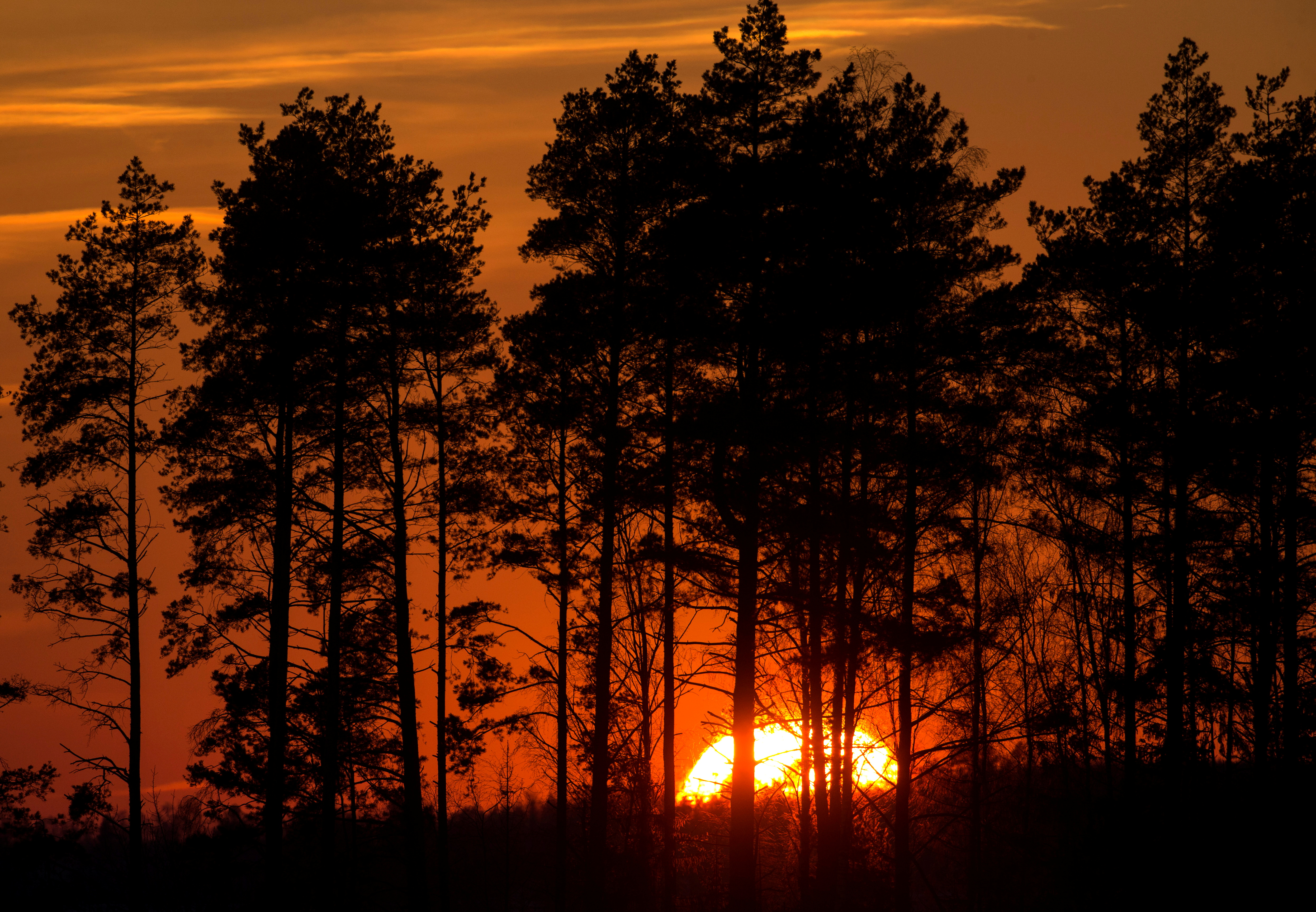 Trees silhouetted during sunset near the town of Berezino