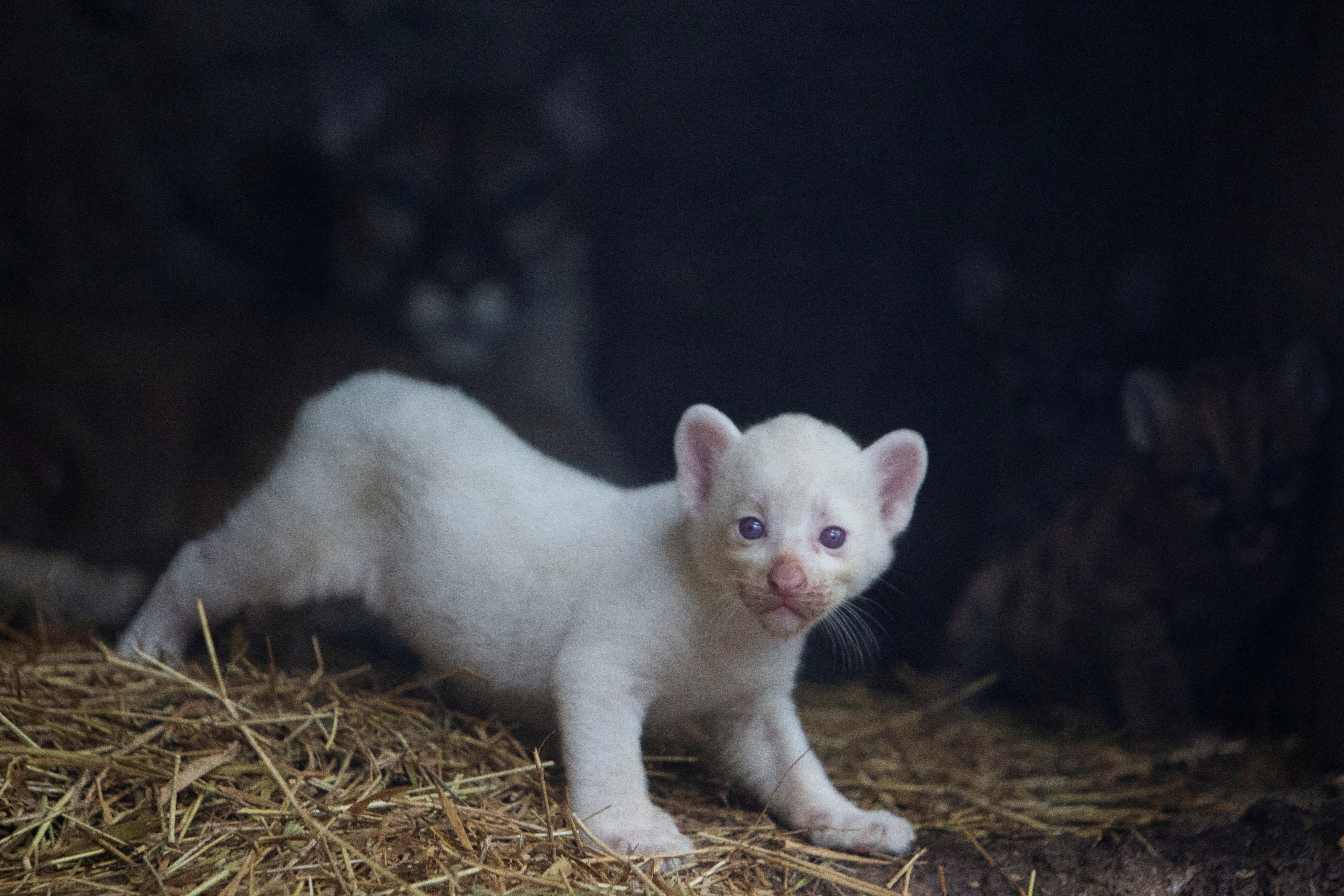Puma gives birth to rare albino cub in Nicaragua | Reuters