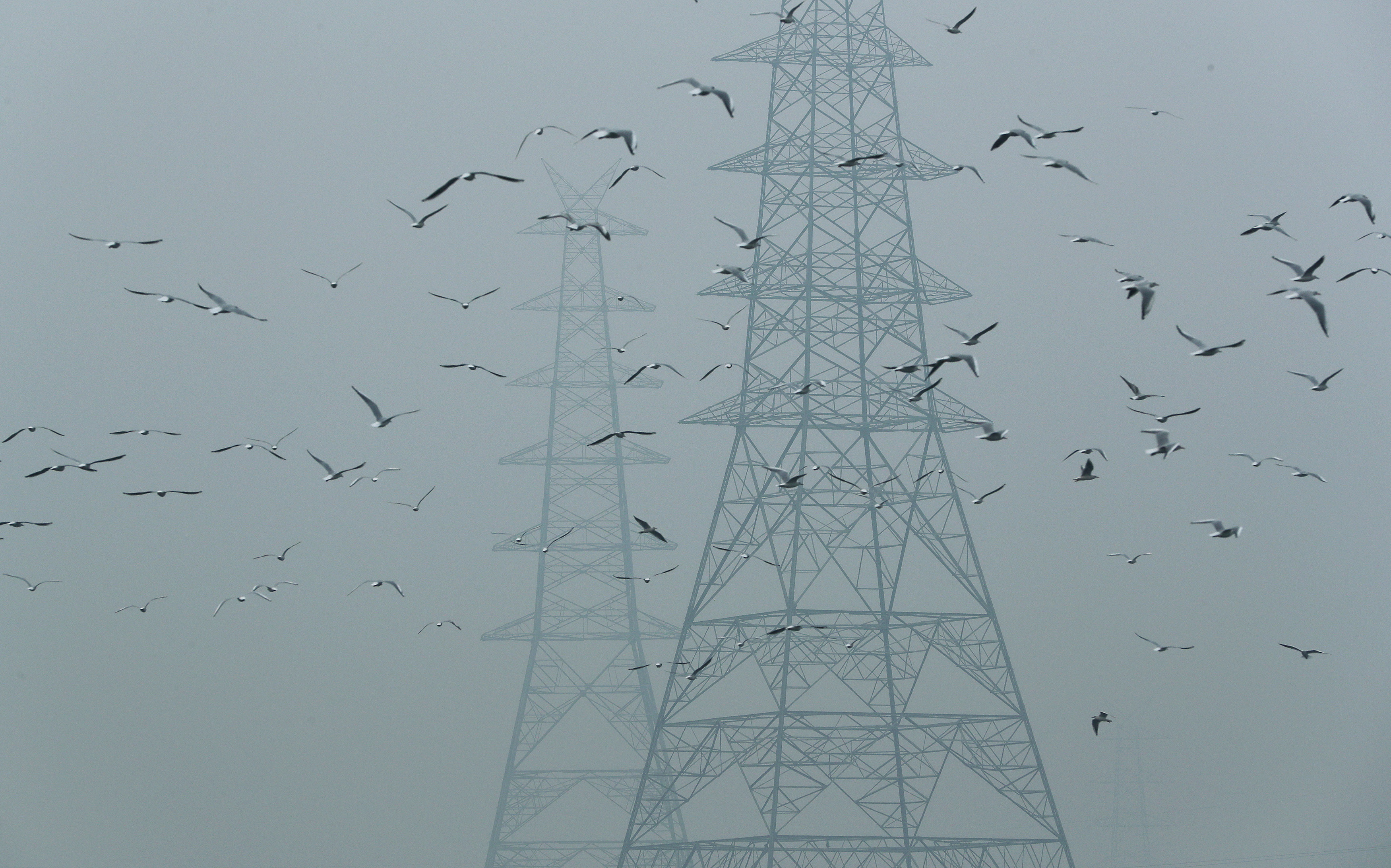 Birds fly next to electricity pylons on a smoggy afternoon in the old quarters of Delhi
