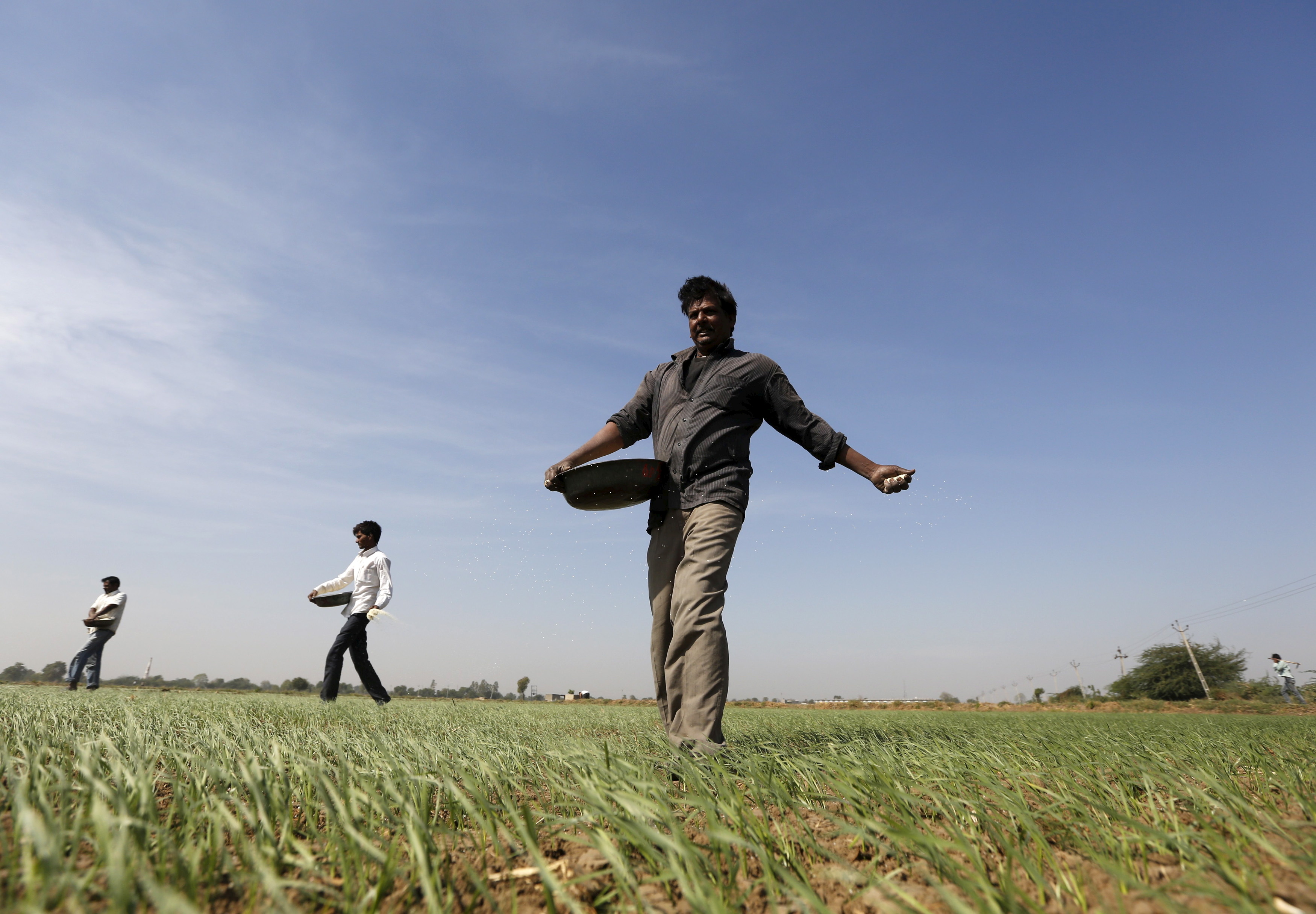 Farmers sprinkle fertilizer on a wheat field on the outskirts of Ahmedabad