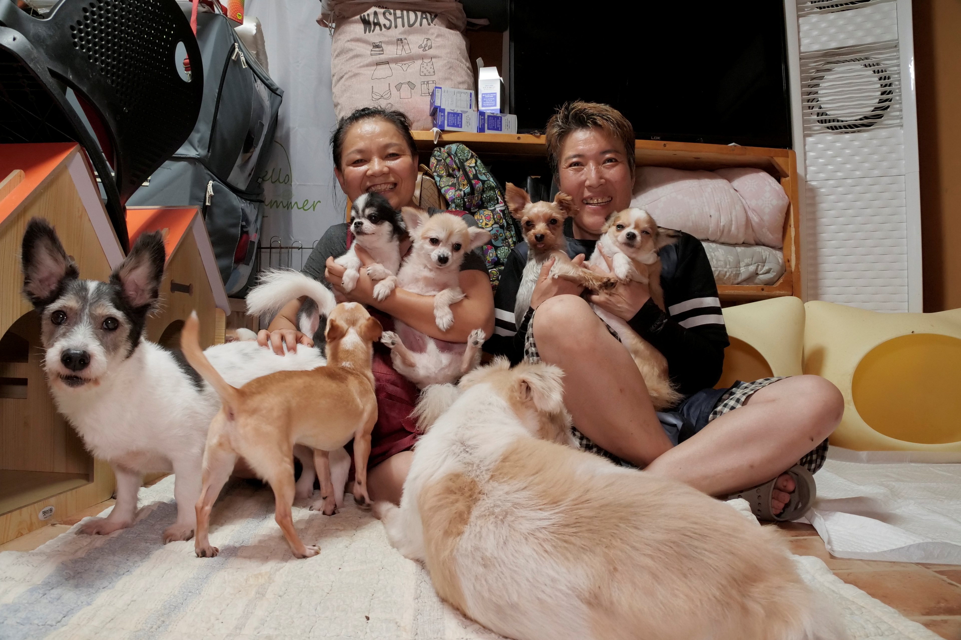 South Korea to grant legal status to animals