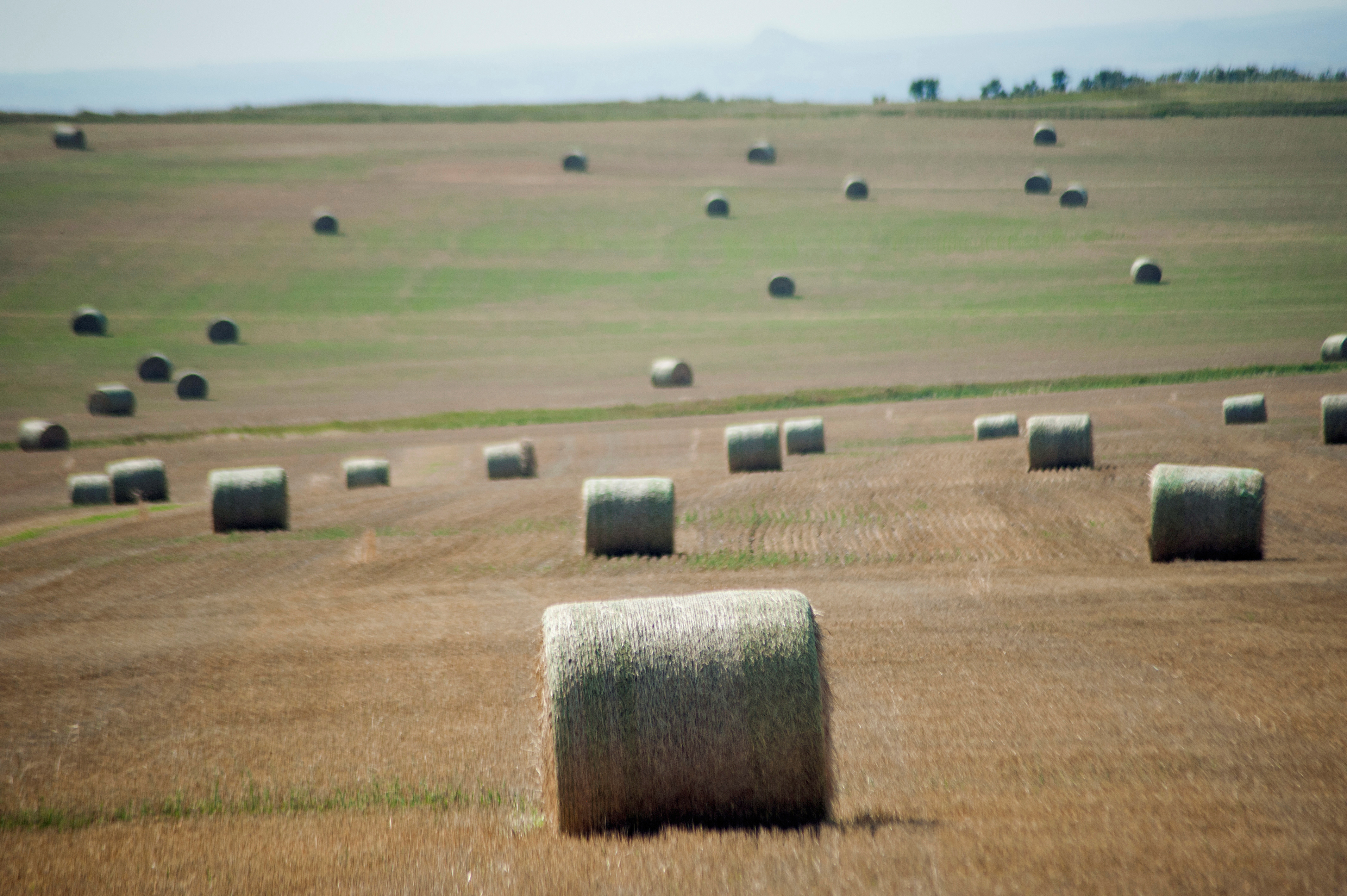 Hay bales rest in a field in Killdeer, North Dakota
