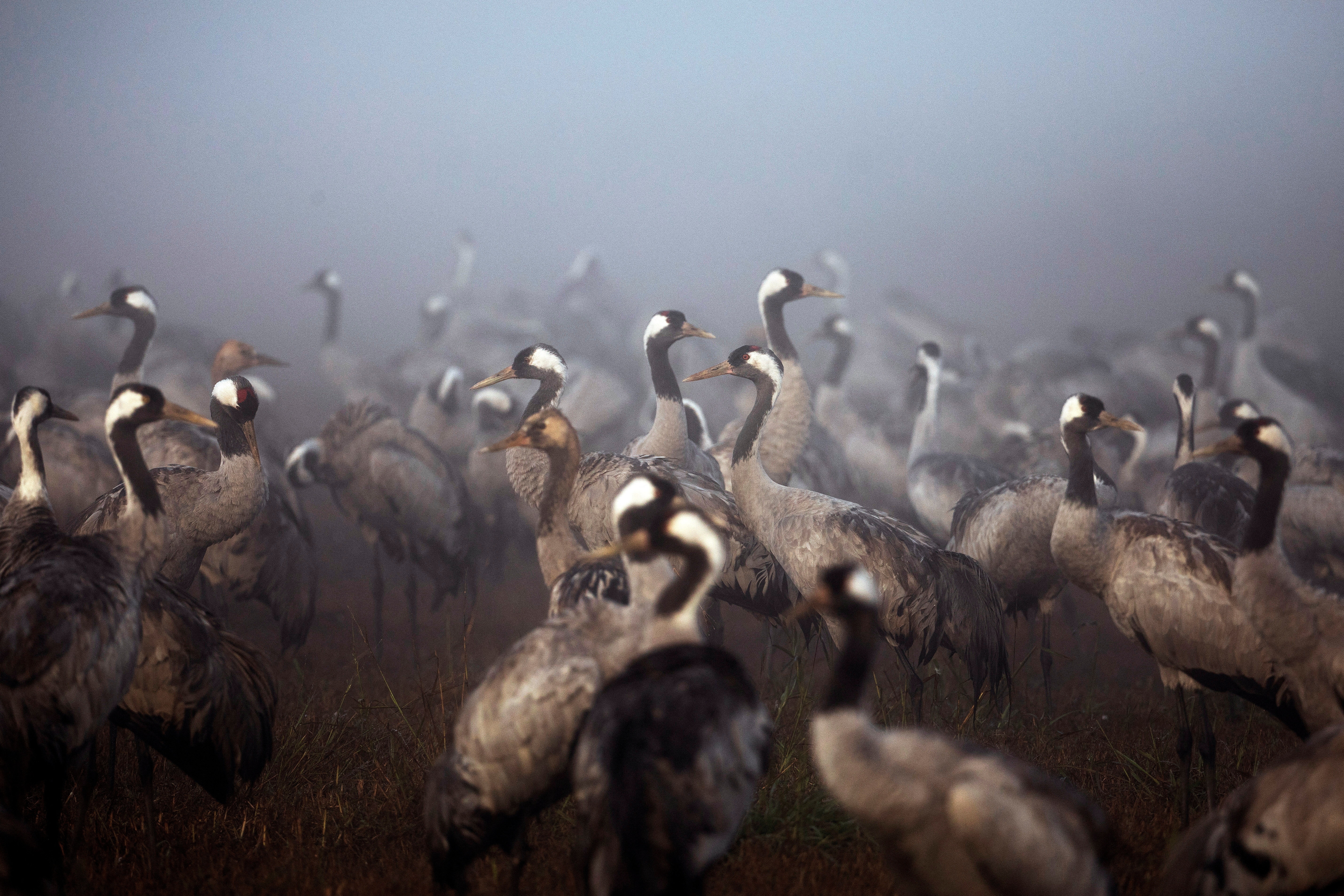Cranes gather during the migration season on a foggy morning at Hula Nature Reserve, in northern Israel