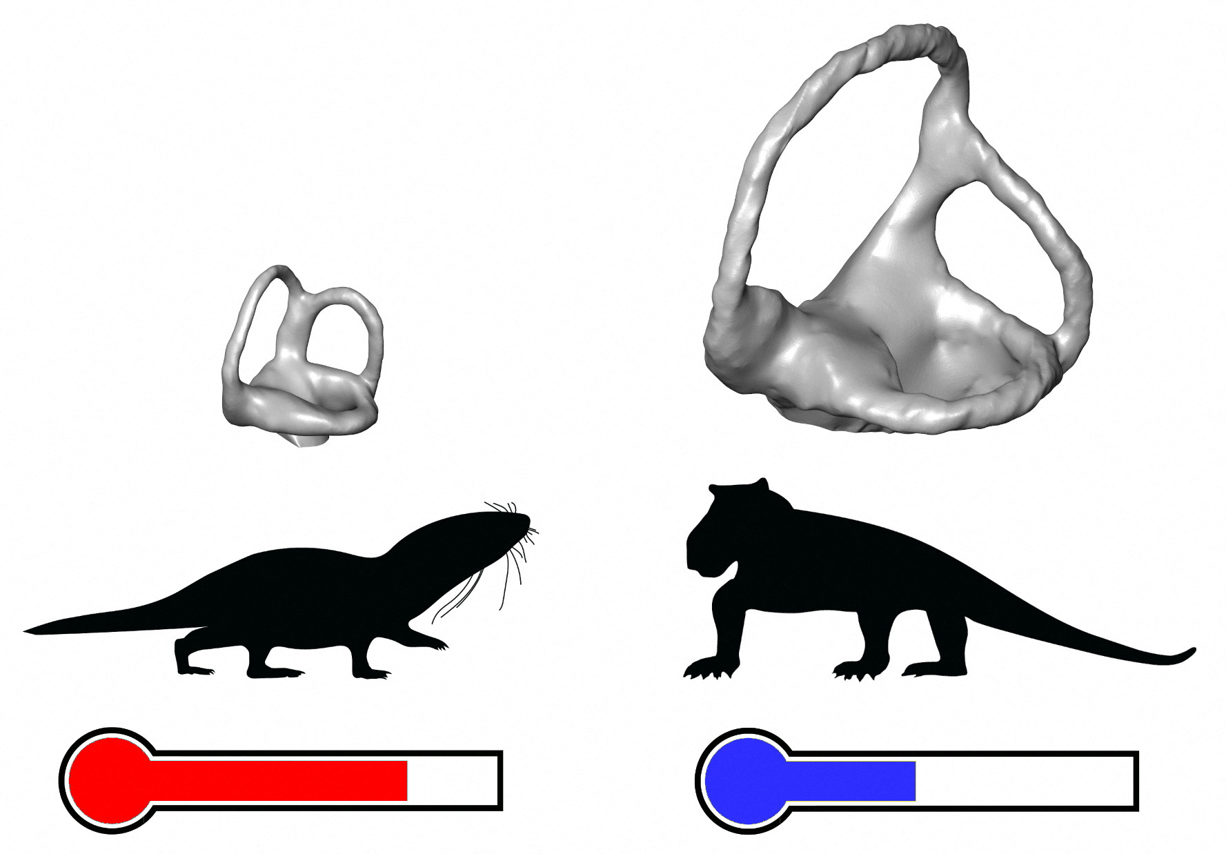 Size differences between inner ears of warm-blooded mammaliamorphs and cold-blooded, earlier synapsids