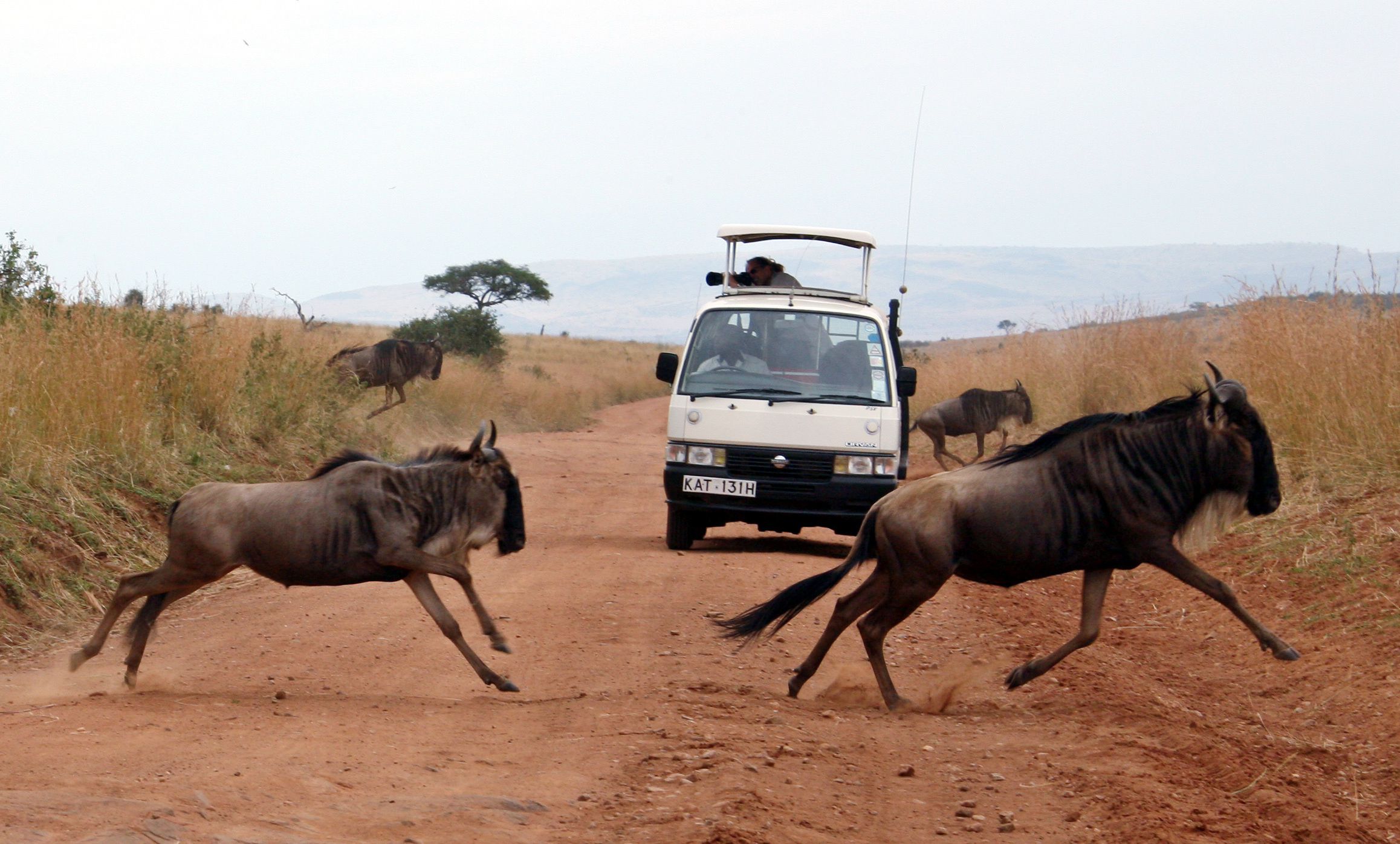 Wildebeest run in the Masai Mara game reserve in Kenya