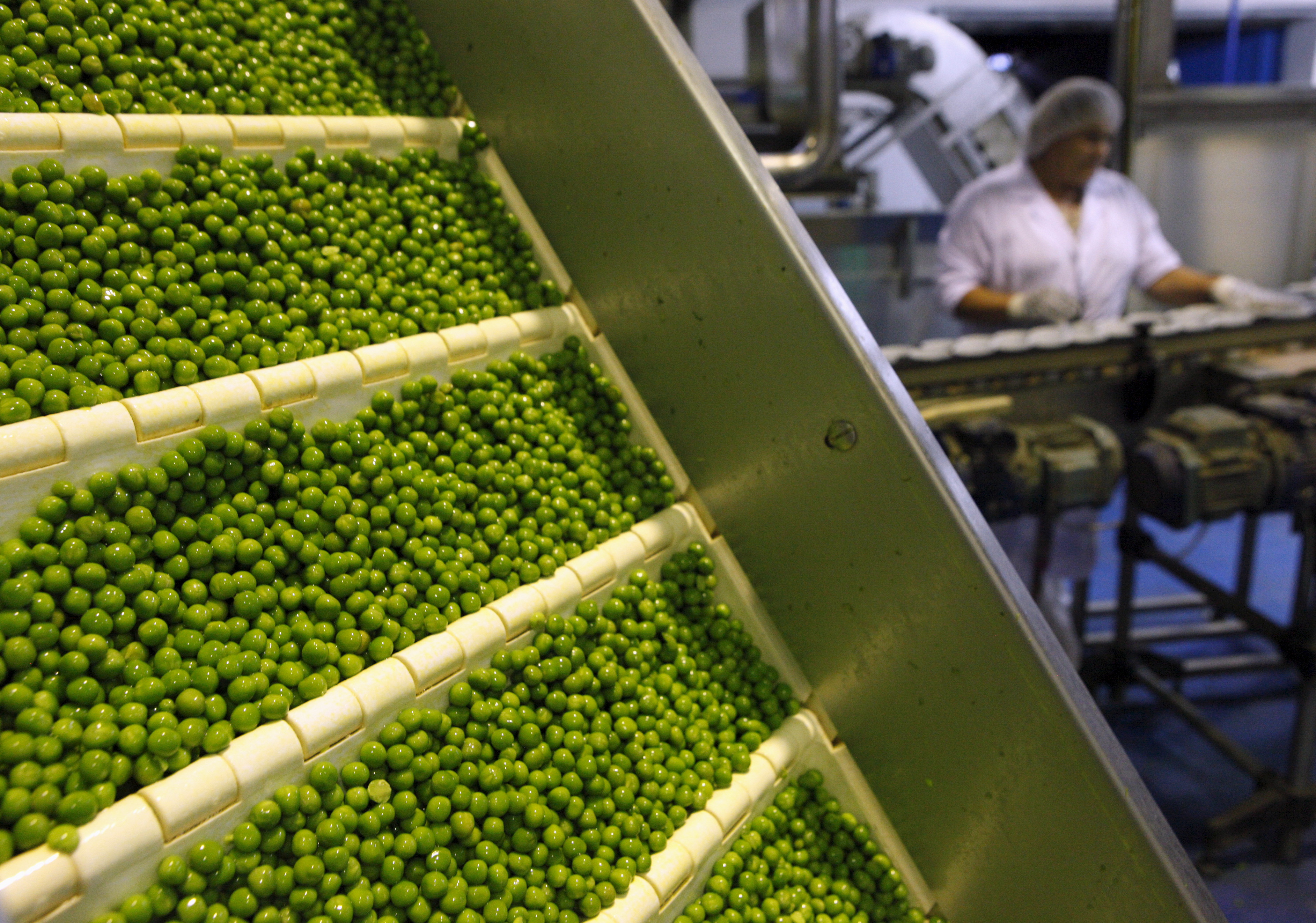 An employee of a canning plant processes recently harvested peas in the village of Russkoye