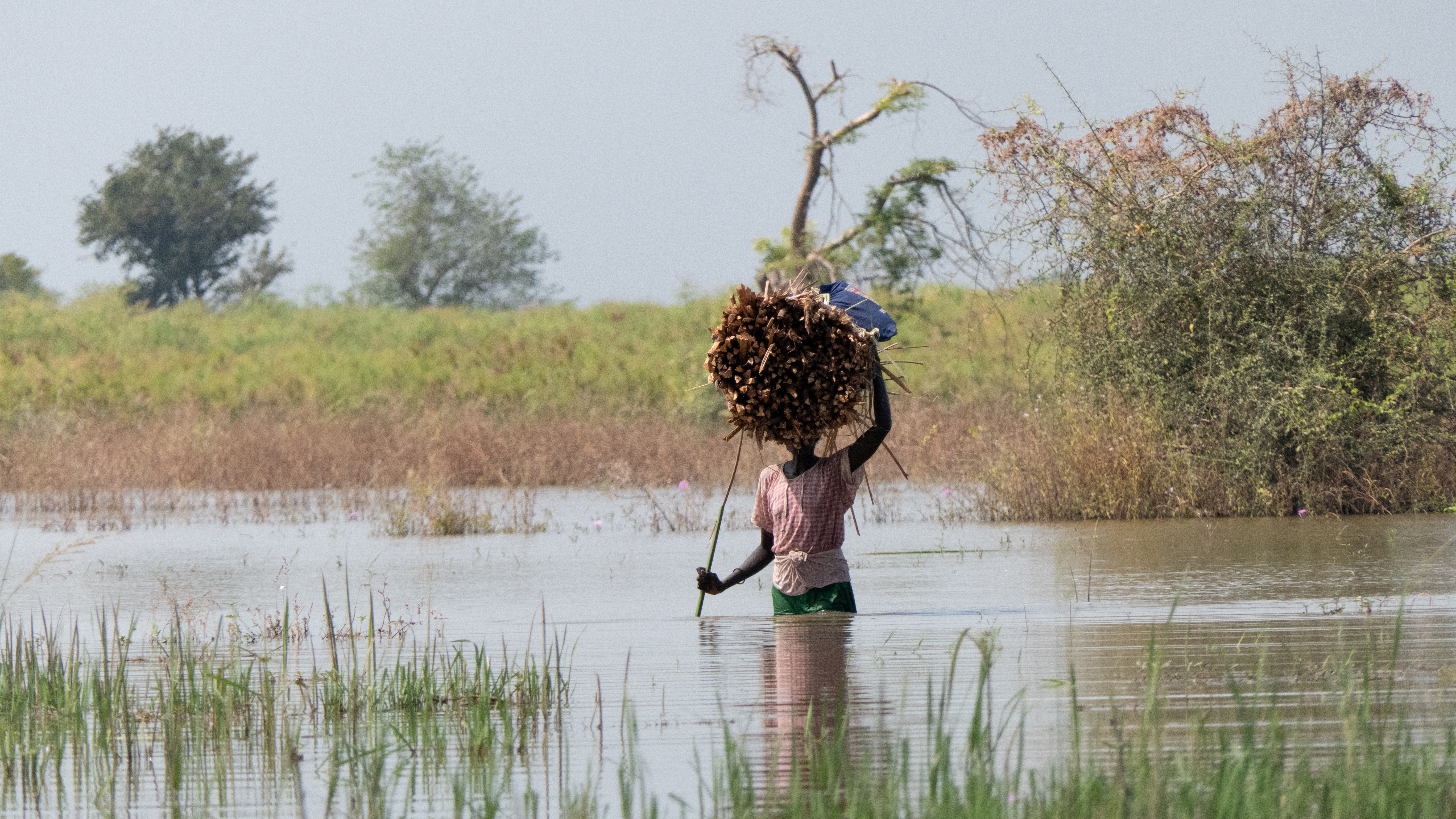 A South Sudanese woman carries firewood as she wades through flood waters in Rubkona
