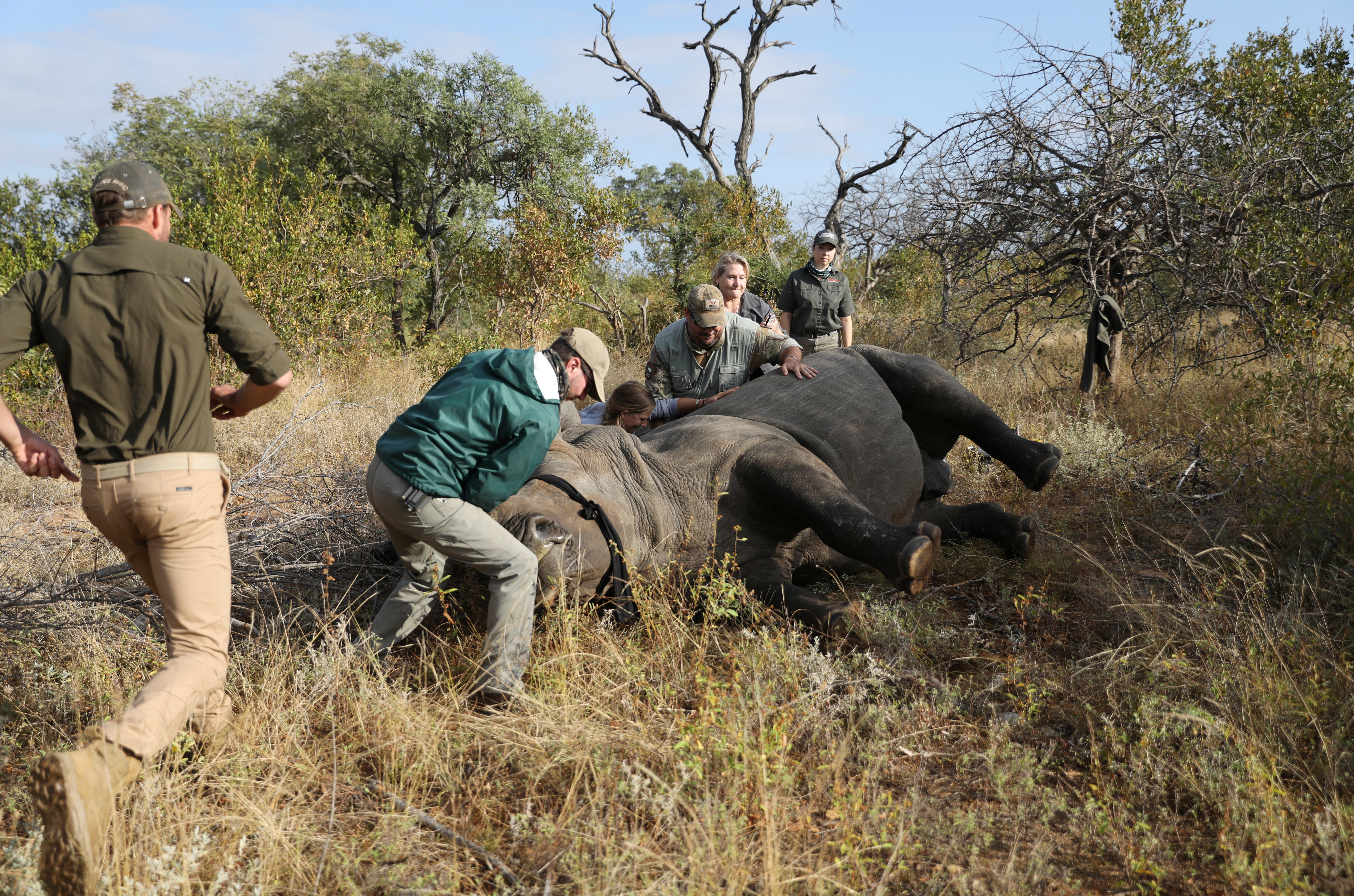 Los veterinarios atienden a un rinoceronte tranquilizado antes de que sea descornado, en medio de los crecientes temores de un repunte en la caza furtiva de rinocerontes, a medida que disminuyen las restricciones de viaje de la enfermedad del coronavirus (COVID-19), en la Reserva Natural Balule en Hoedspruit, provincia de Limpopo, Sudáfrica el 26 de abril. 2021. REUTERS / Siphiwe Sibeko