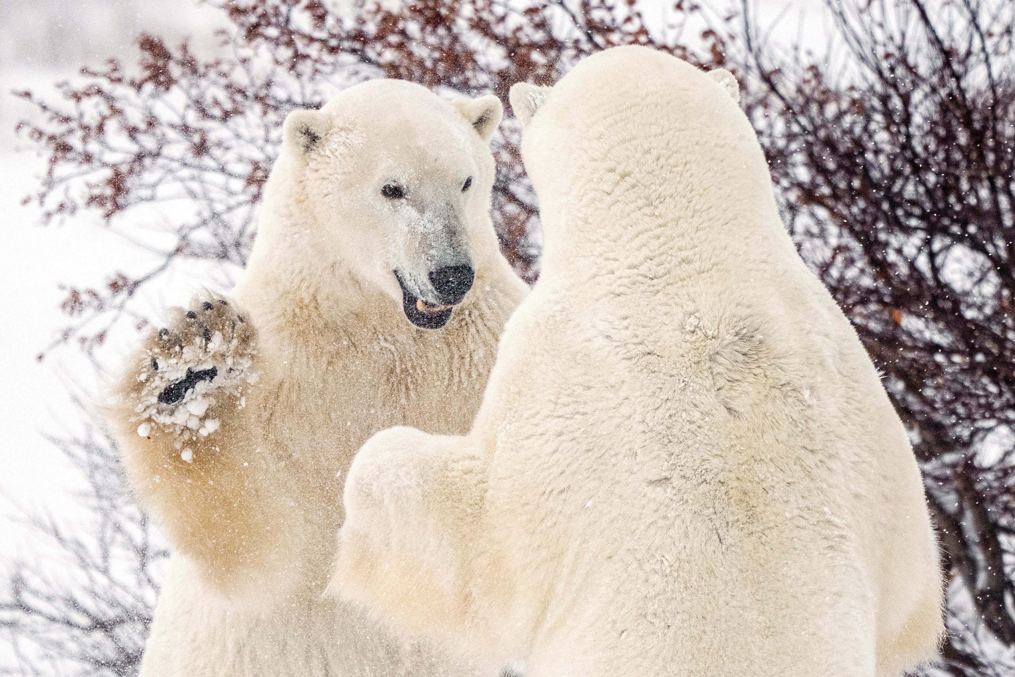 Canada's Hudson Bay polar bear population plummets as climate change warms  Arctic