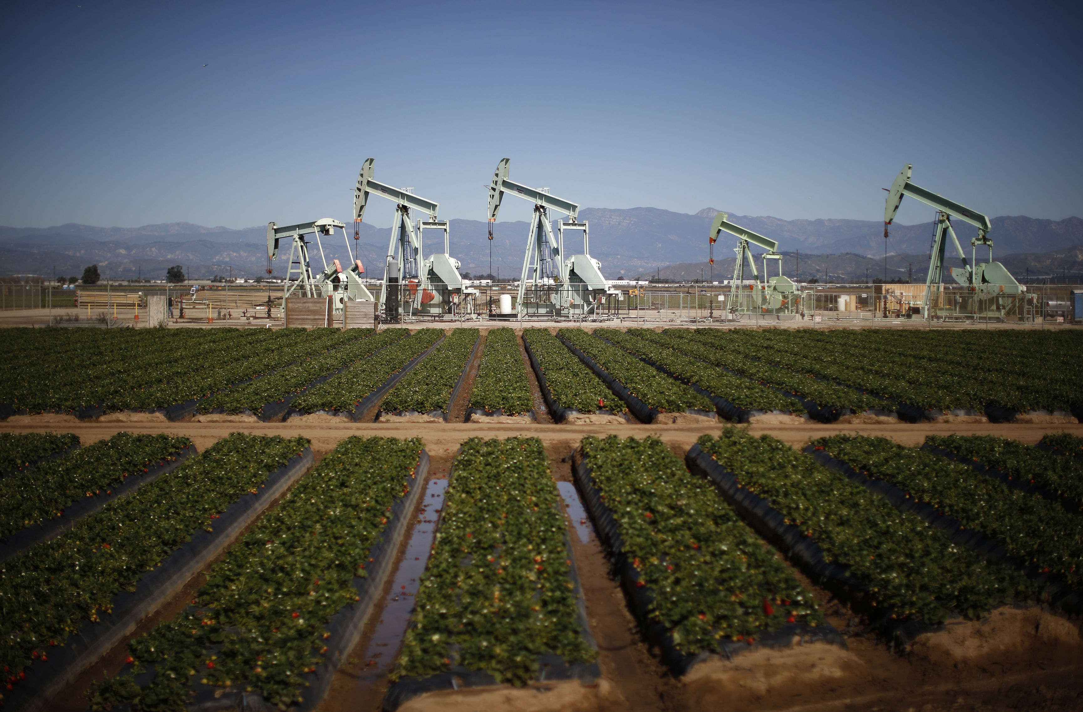 Oil pump jacks are seen next to a strawberry field in Oxnard