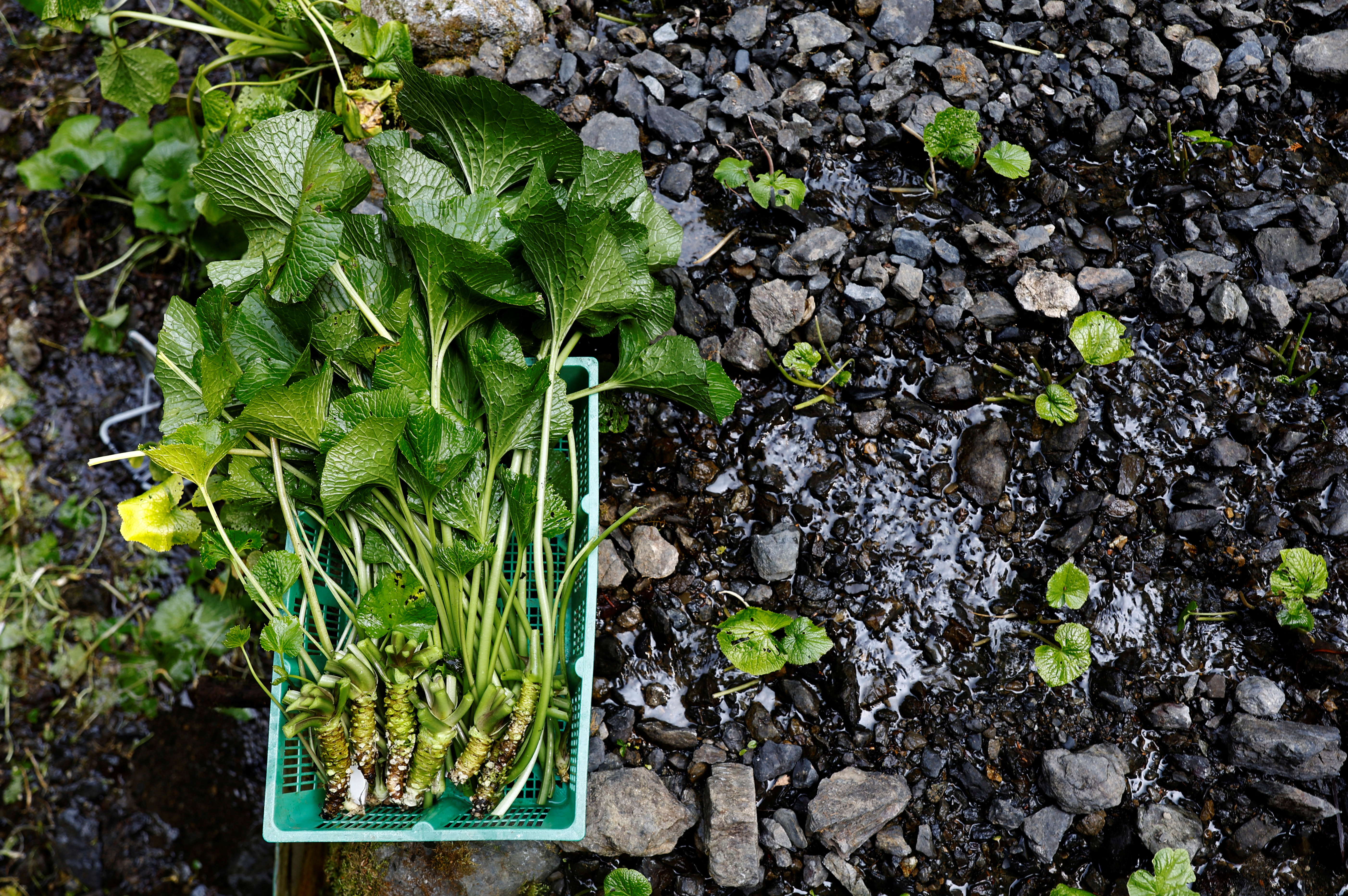 Newly harvested wasabi roots are kept in a basket in a field on Masahiro Hoshina's farm in Okutama Town