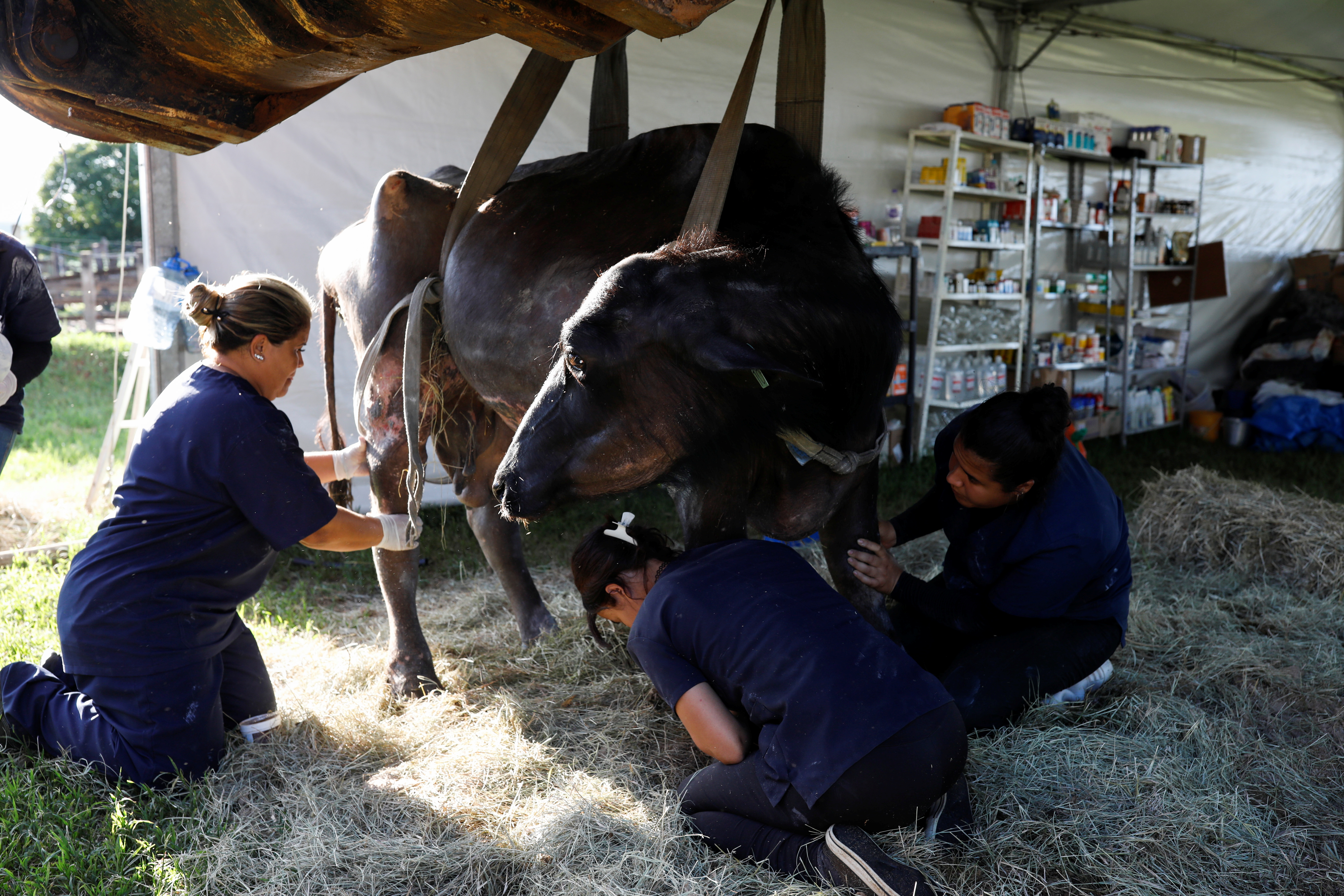 Volunteers treat a malnourished buffalo in a farm where Environmental Police found hundreds of mistreated buffaloes in Brotas, Sao Paulo state, Brazil December 1, 2021.  REUTERS/Amanda Perobelli