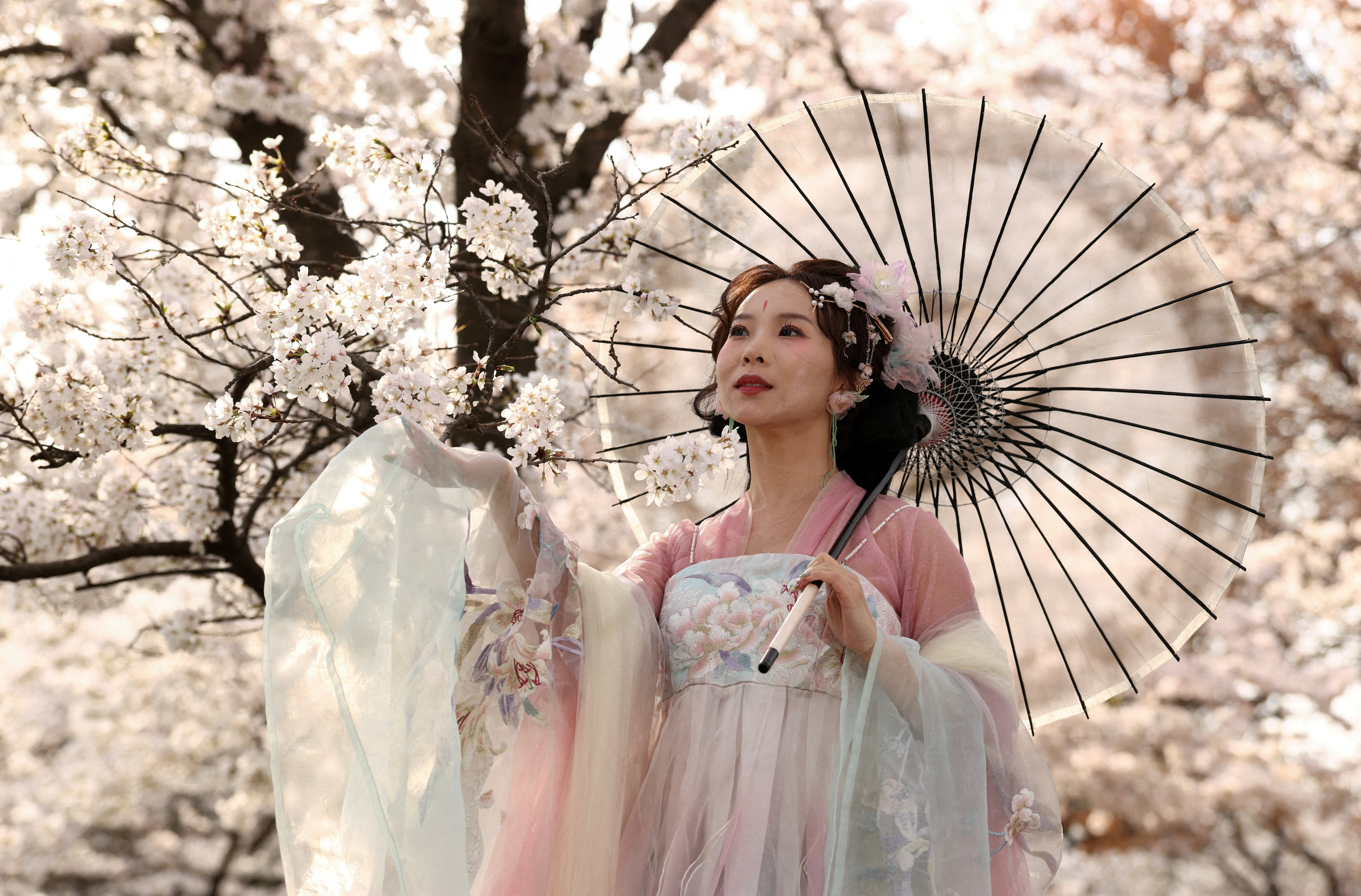 Cherry blossoms paint cities pink from Tokyo to Washington - March