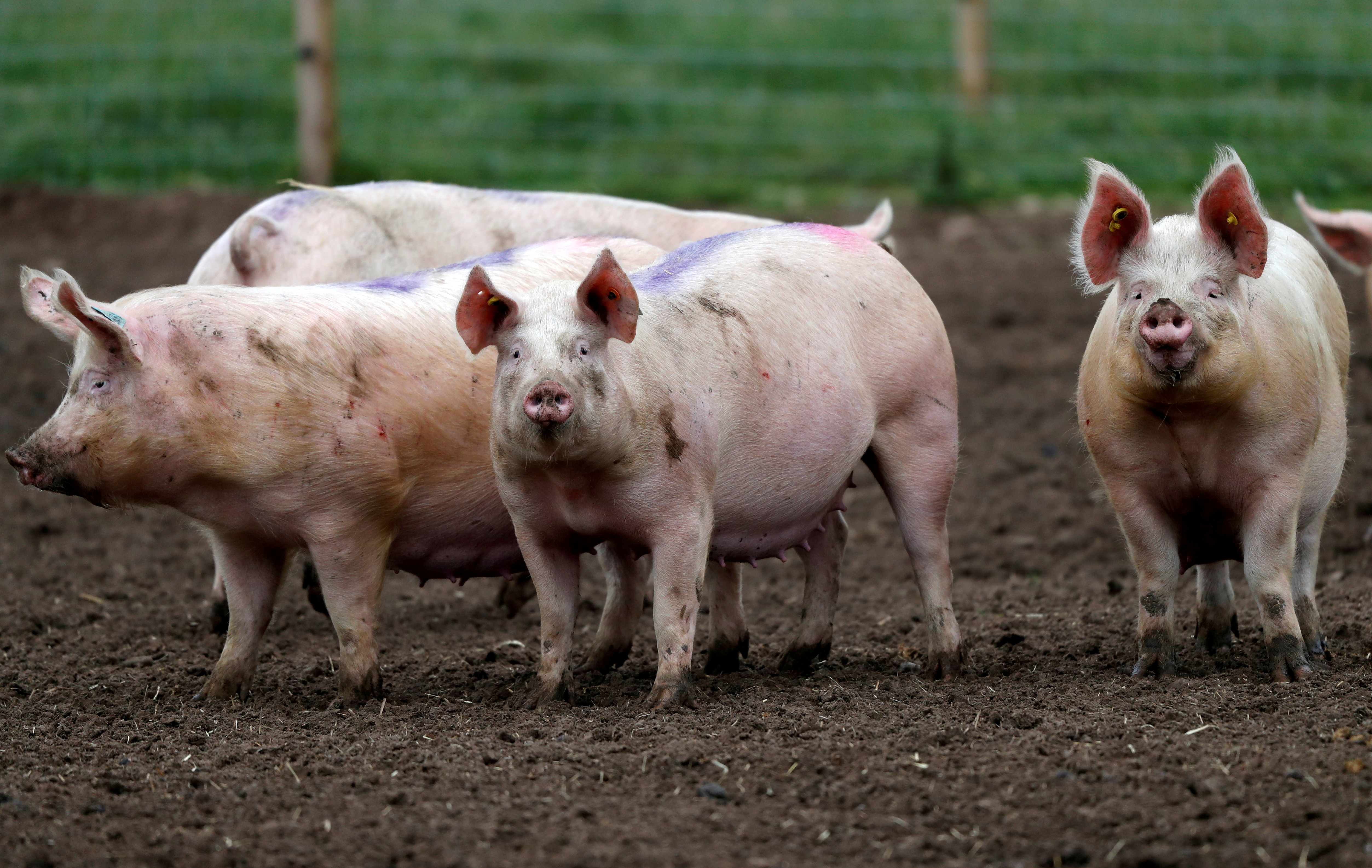 Pigs stand in a field near RAF Lossiemouth
