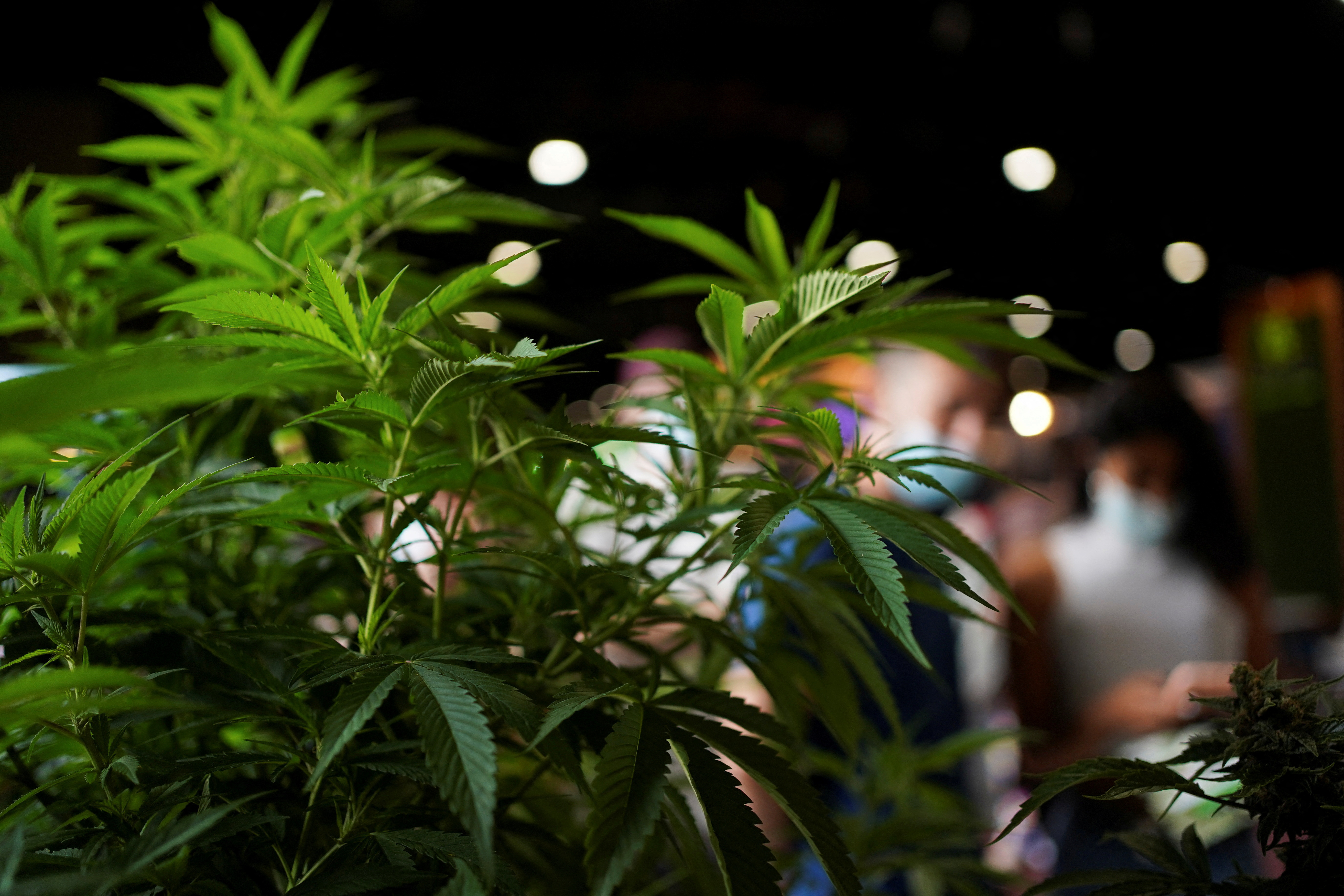 People attend the annual Expo Cannabis in Montevideo