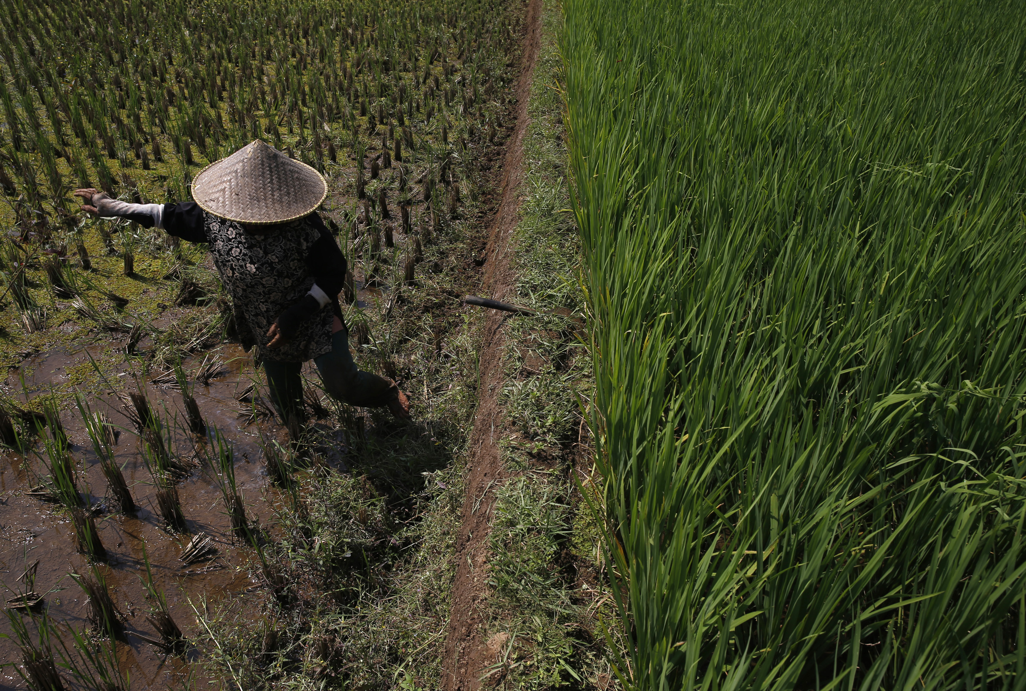 A farmer clears weeds from his crop in a rice paddy field near Subang, Indonesia's West Java province
