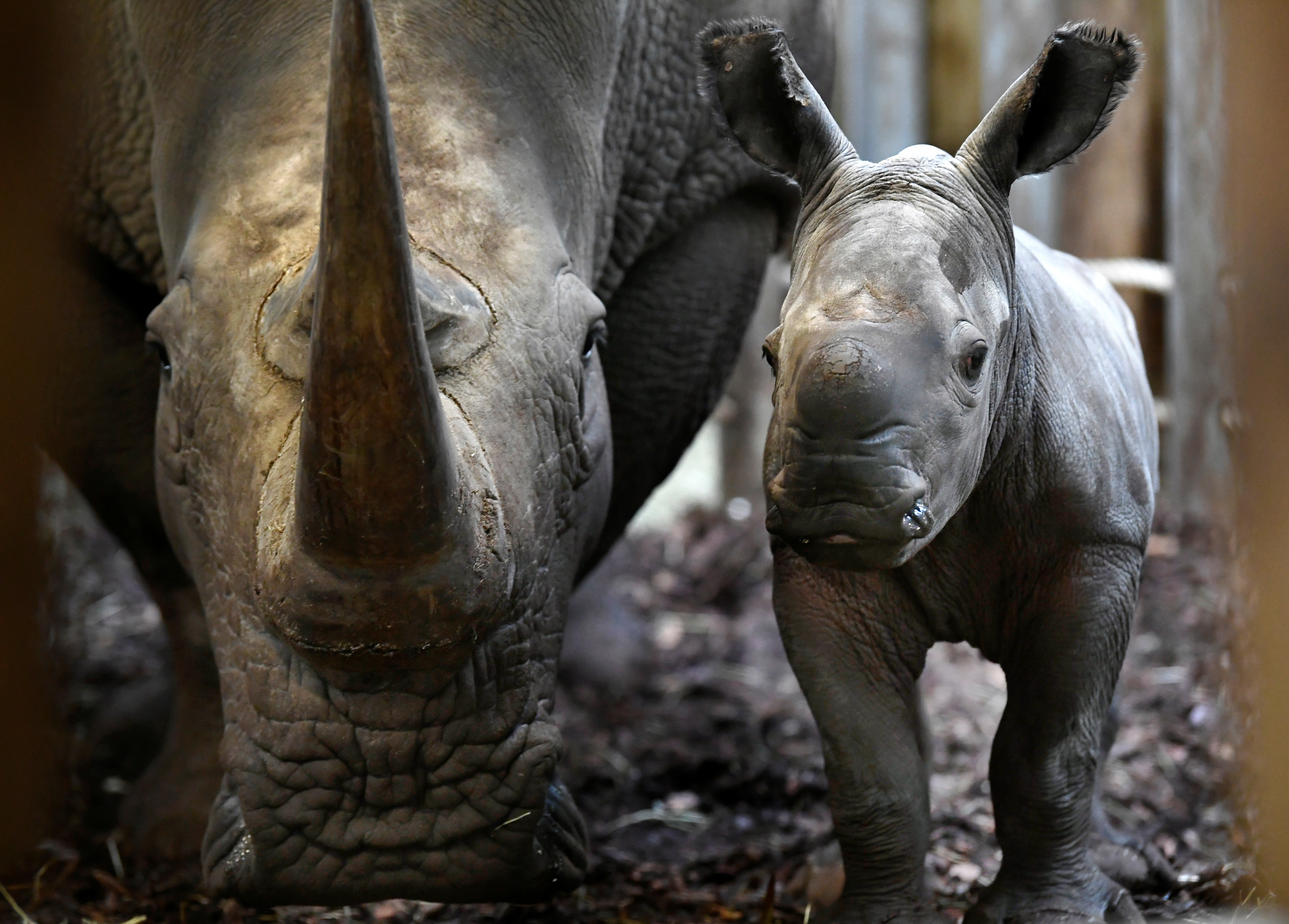 Baby Rhinoceros Born In Dutch Zoo On Easter Sunday Reuters
