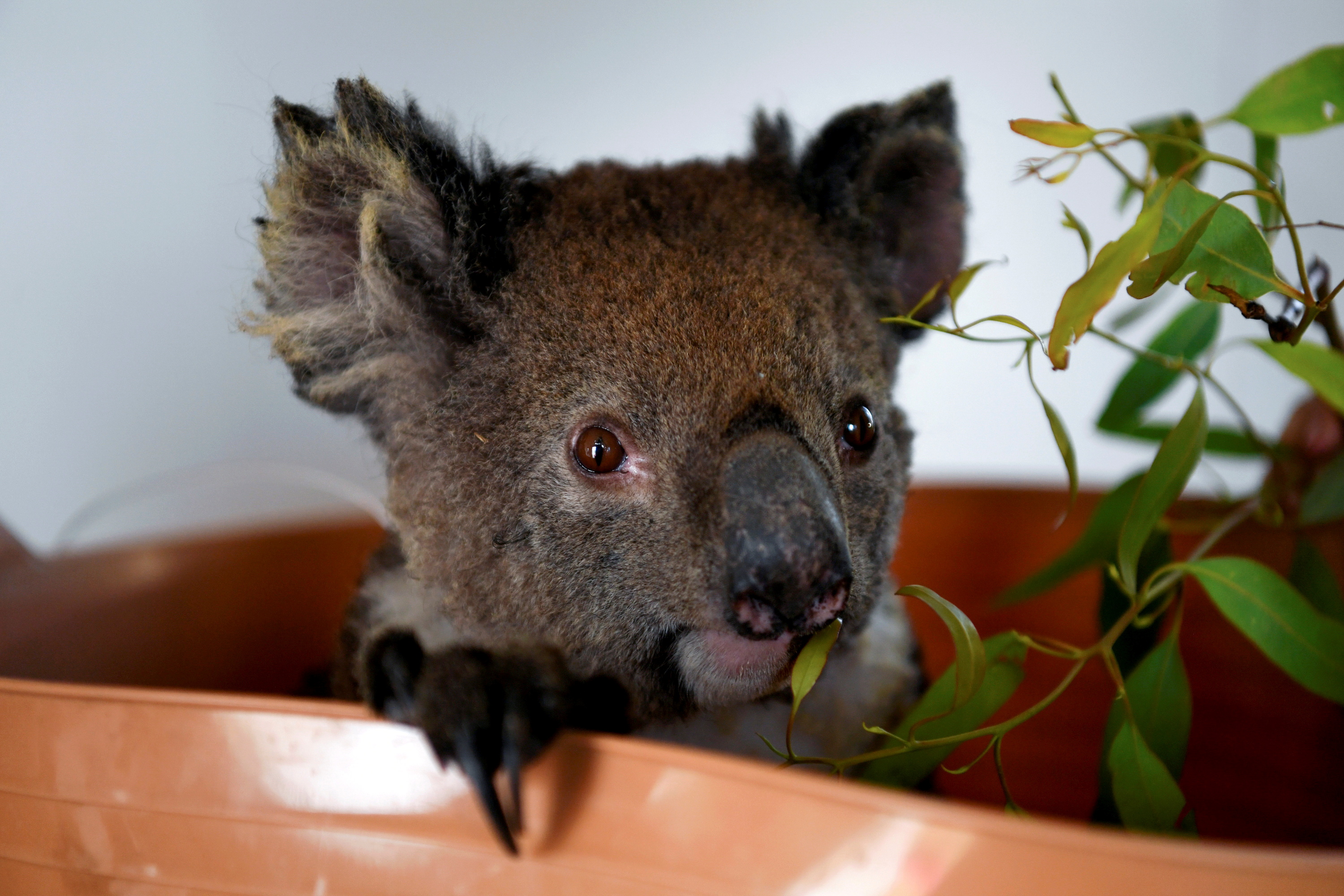 Koala treated after wildfire
