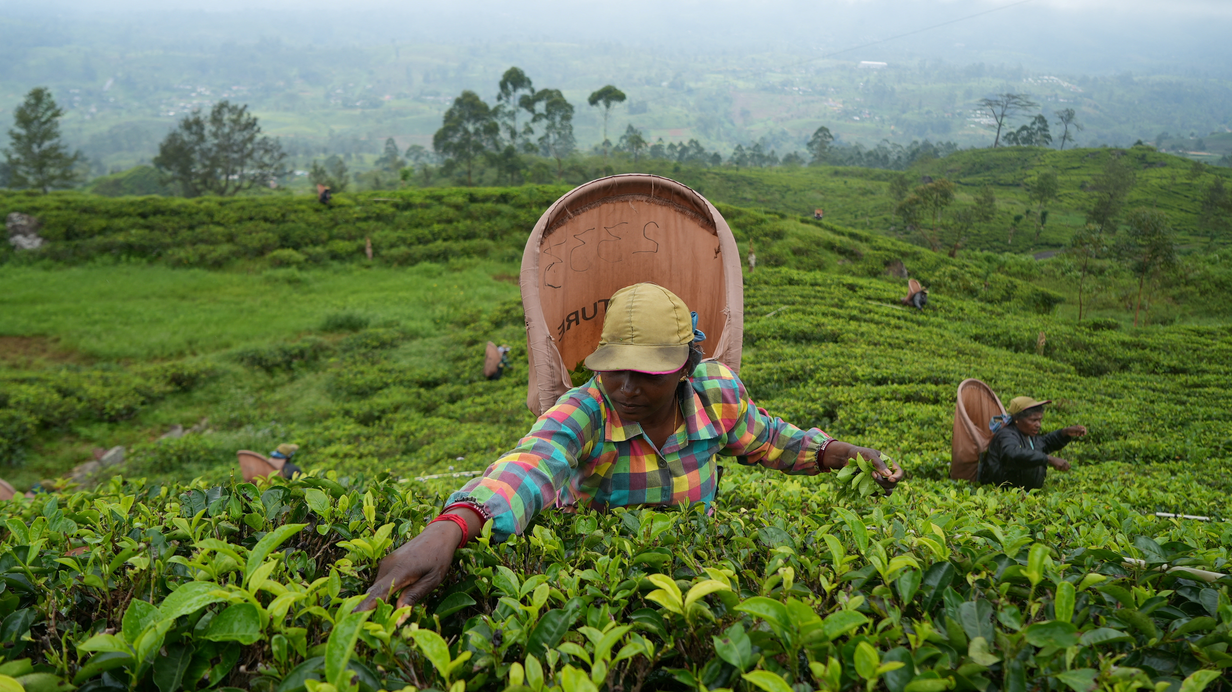 A tea picker plucks tea leaves at a plantation in the morning in Norwood