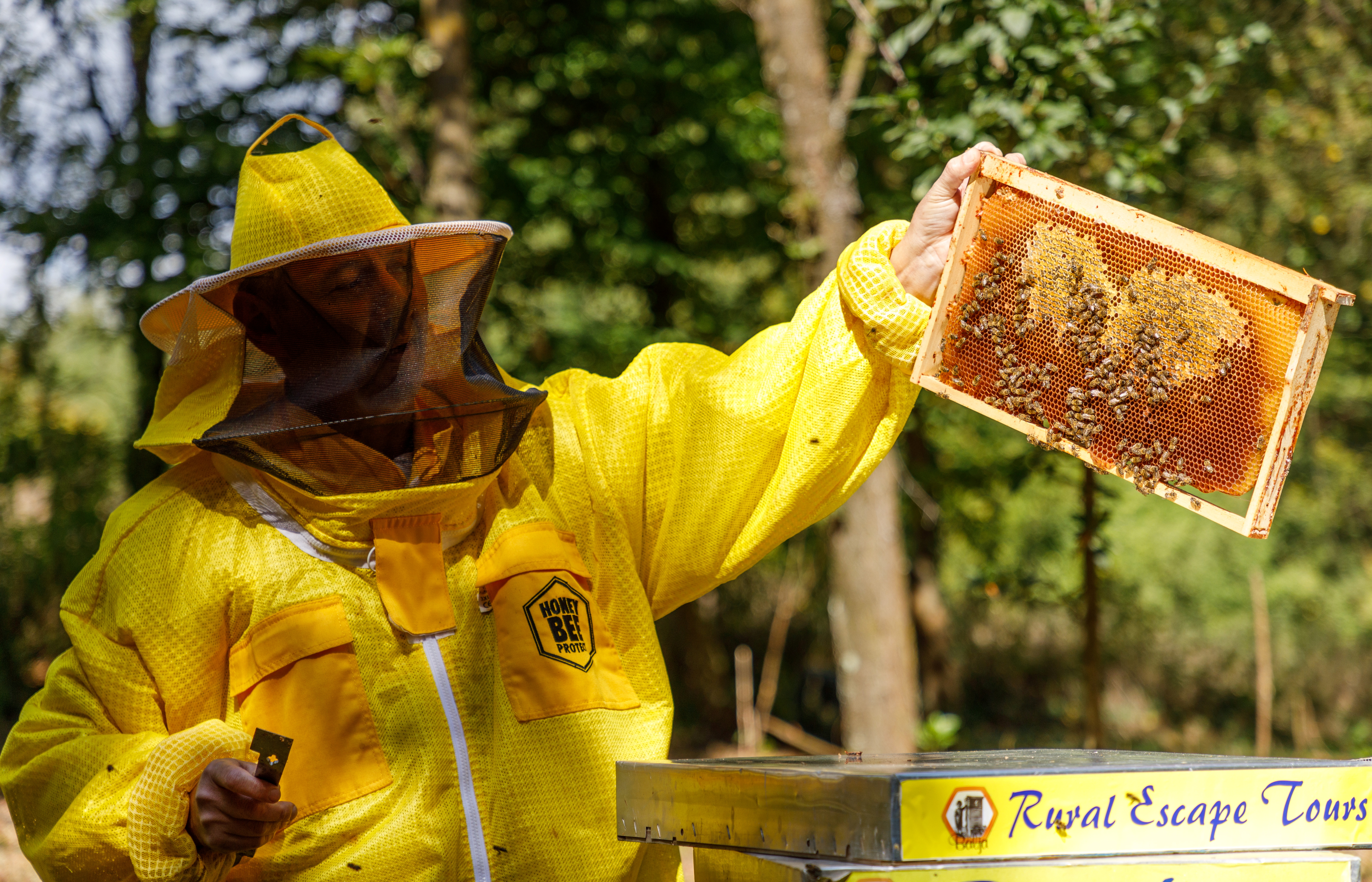 Beekeeper and owner Domagoj Balja inspects hives in 