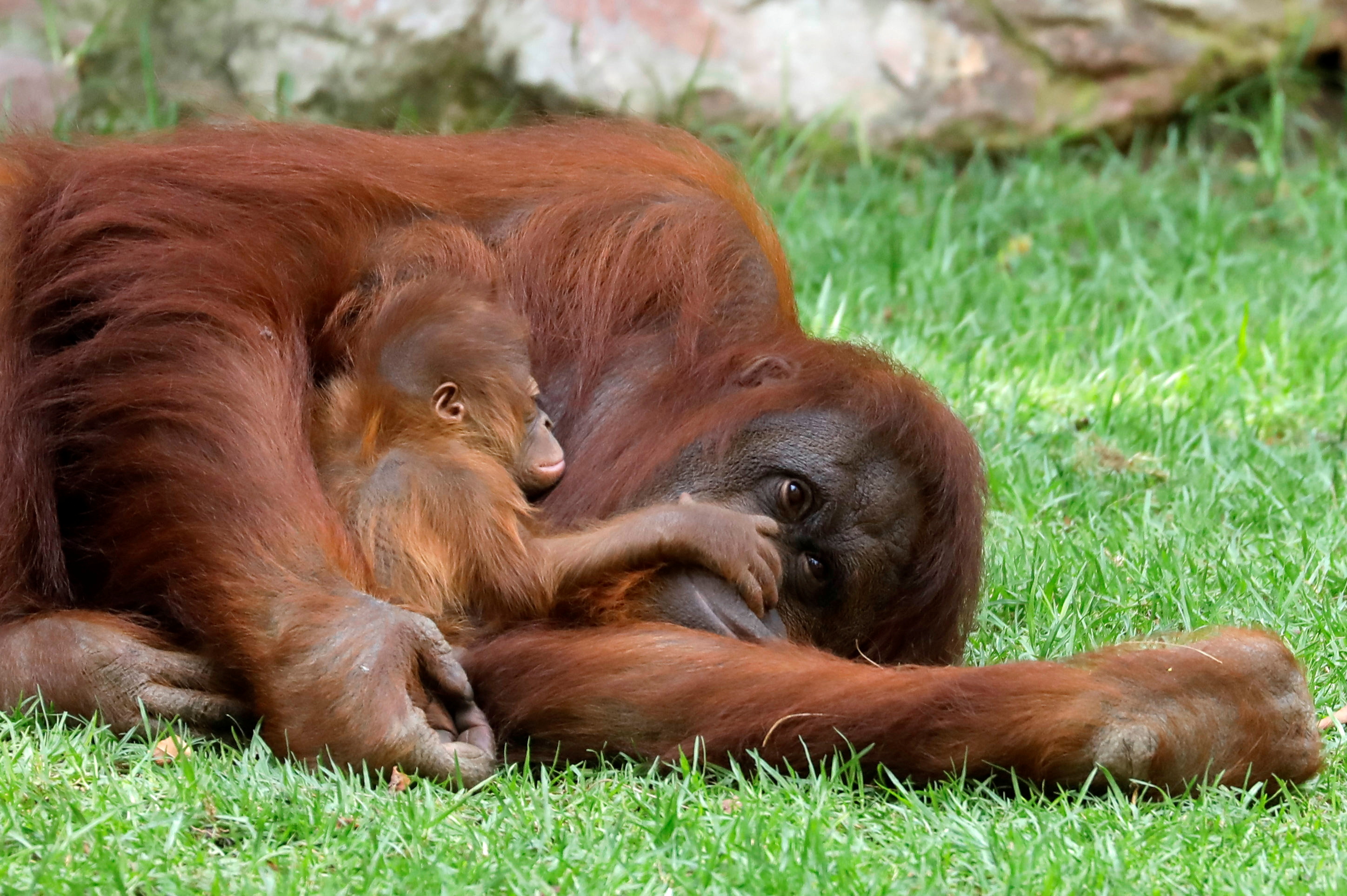 Baby orangutan at Spanish zoo delights visitors, conservationists | Reuters