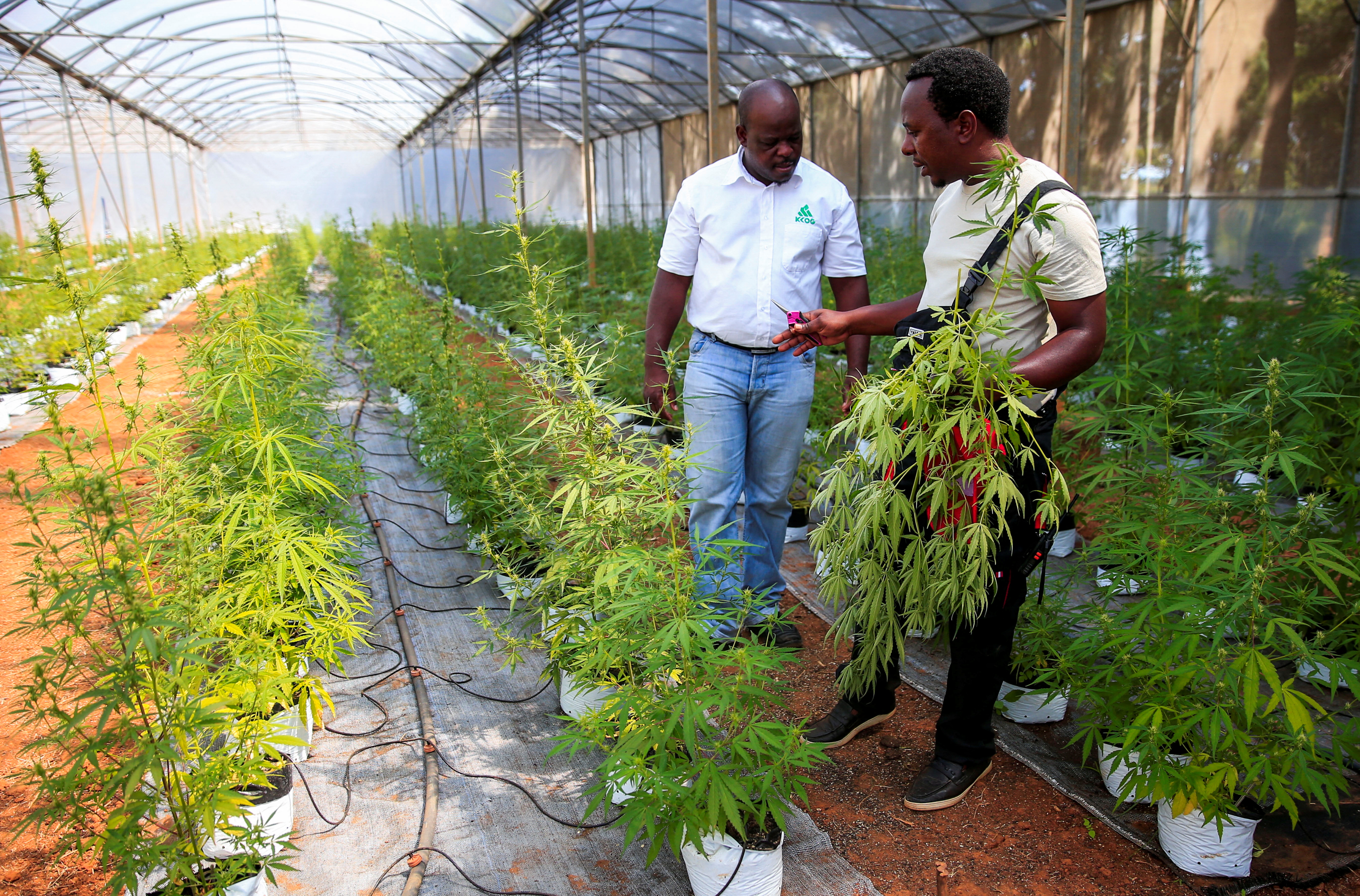 Zimbabwe's cannabis farmers set high hopes for success against the odds