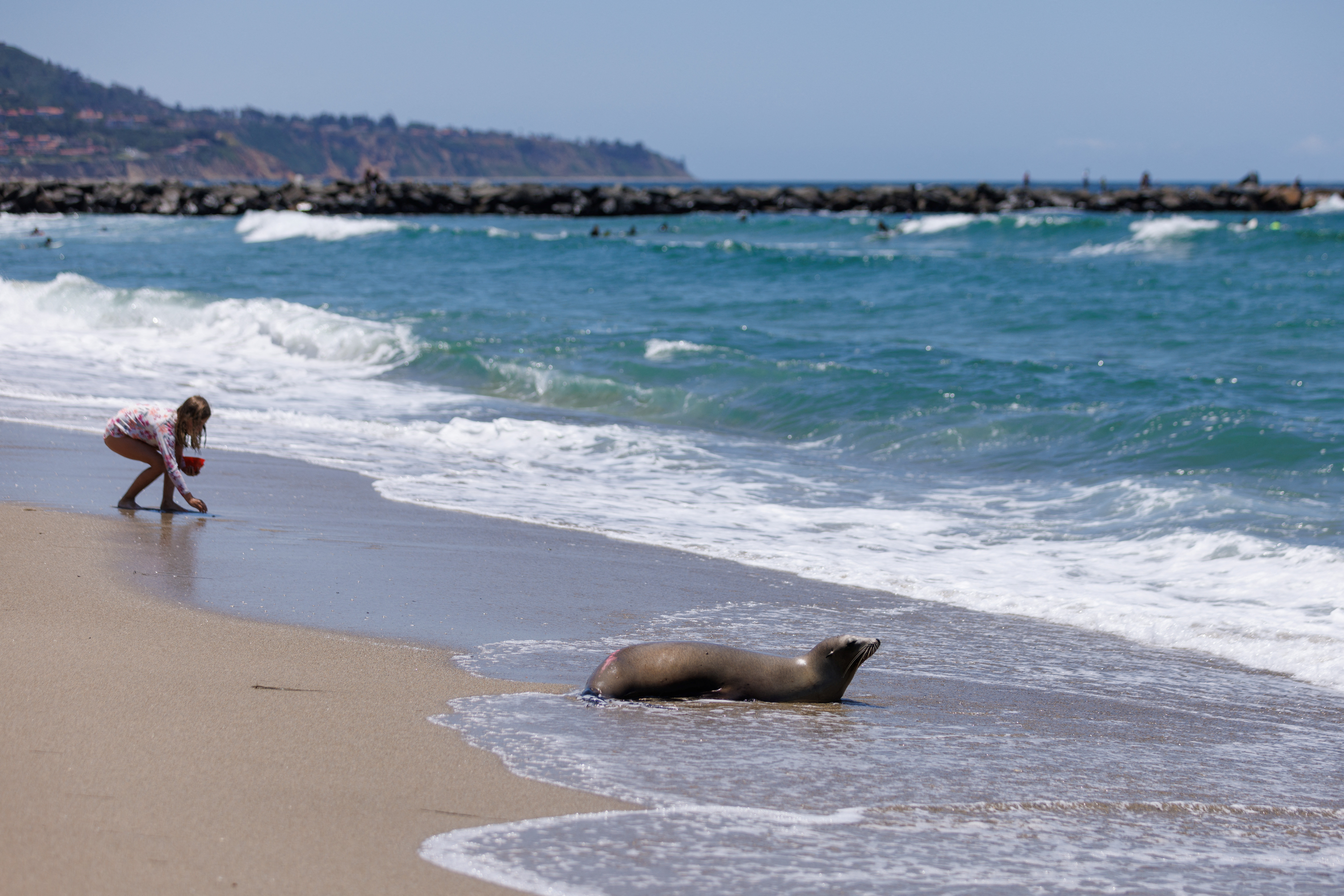 Los Angeles officials advise beachgoers to avoid poisoned sea lions ahead  of holiday