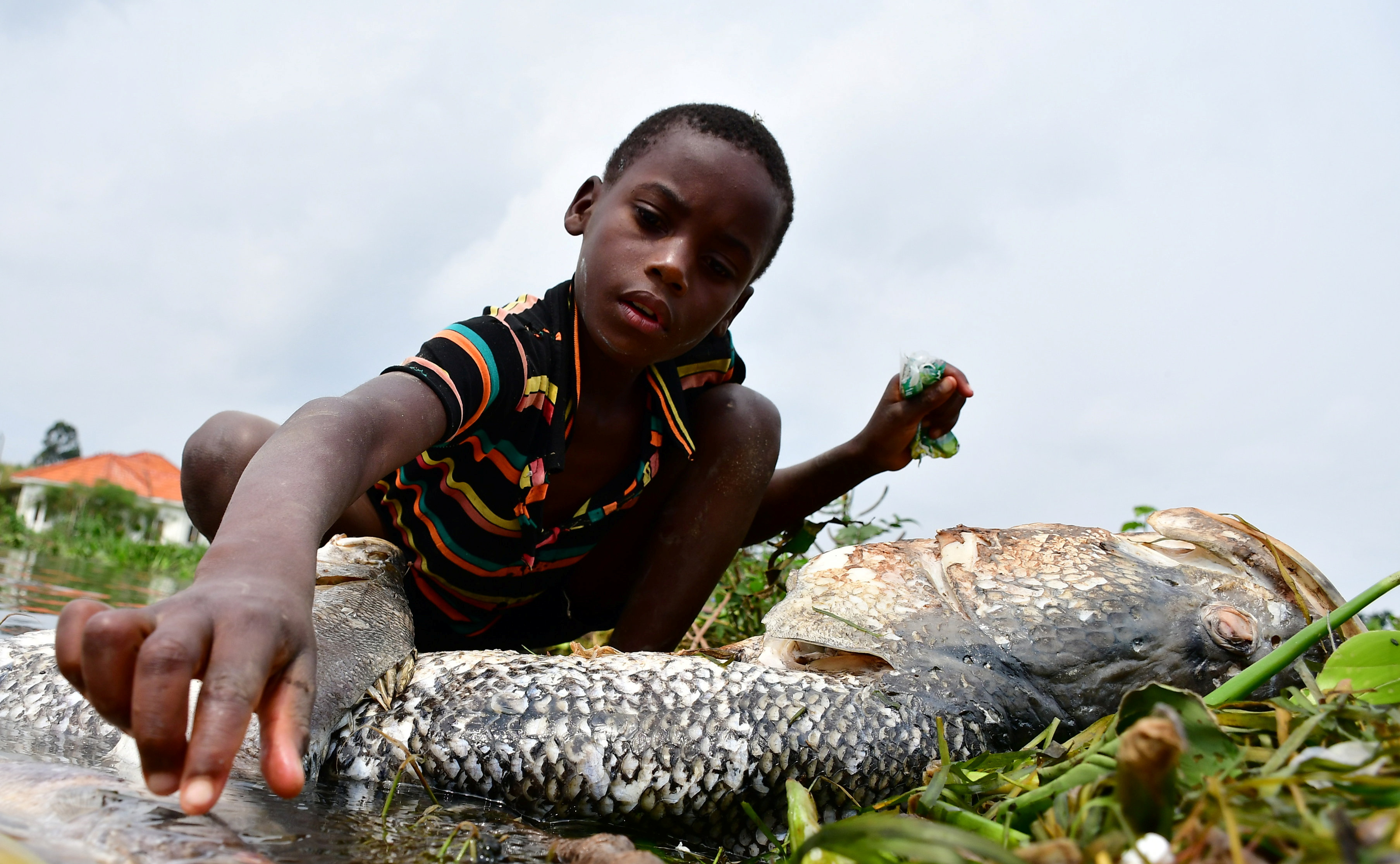 Ugandans Baffled By Dead Perch Washed Up On Lake Victoria Shore Reuters