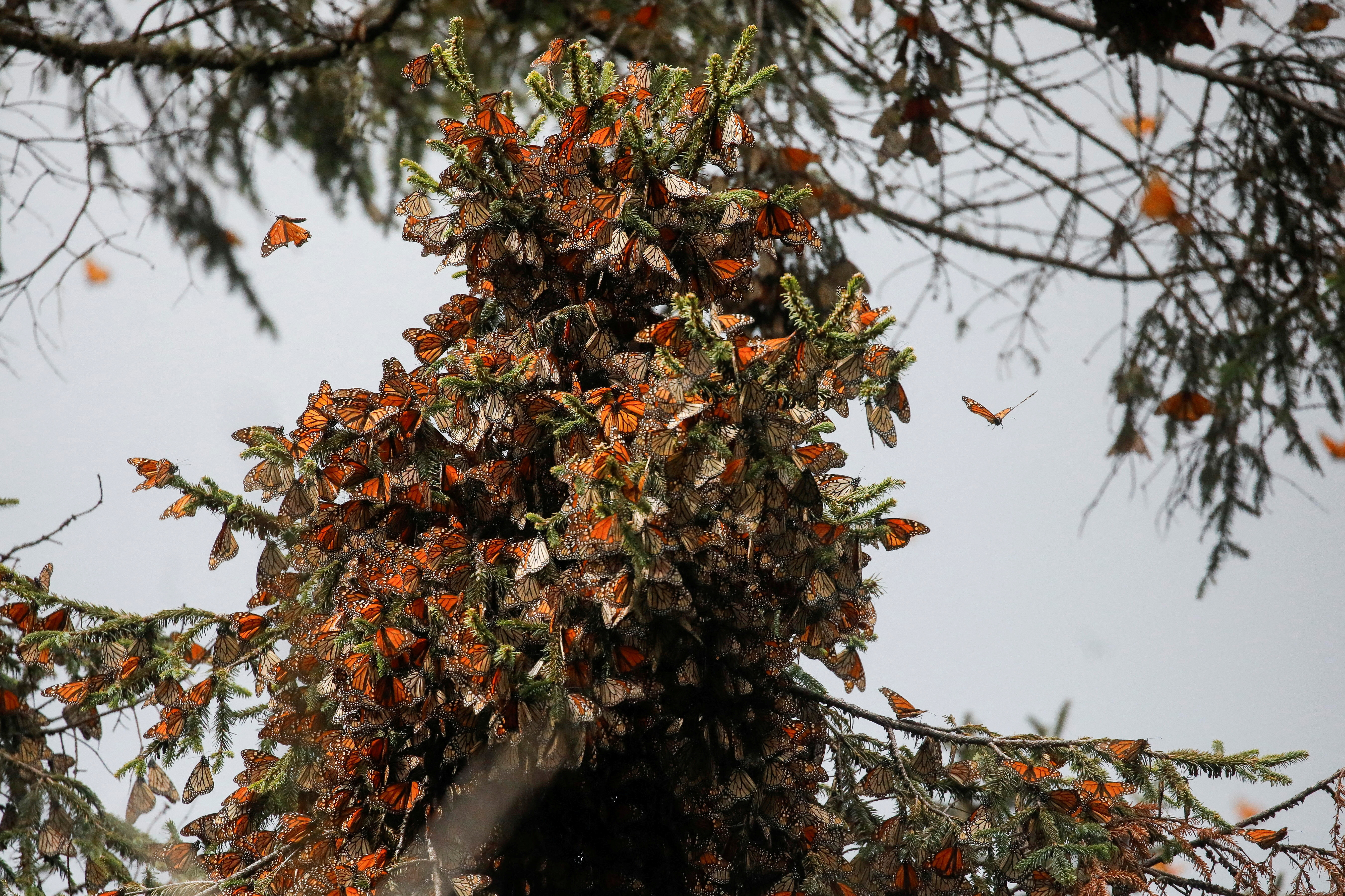 Monarch butterflies descend on Mexican Sierra Chincua butterfly sanctuary in Michoacan