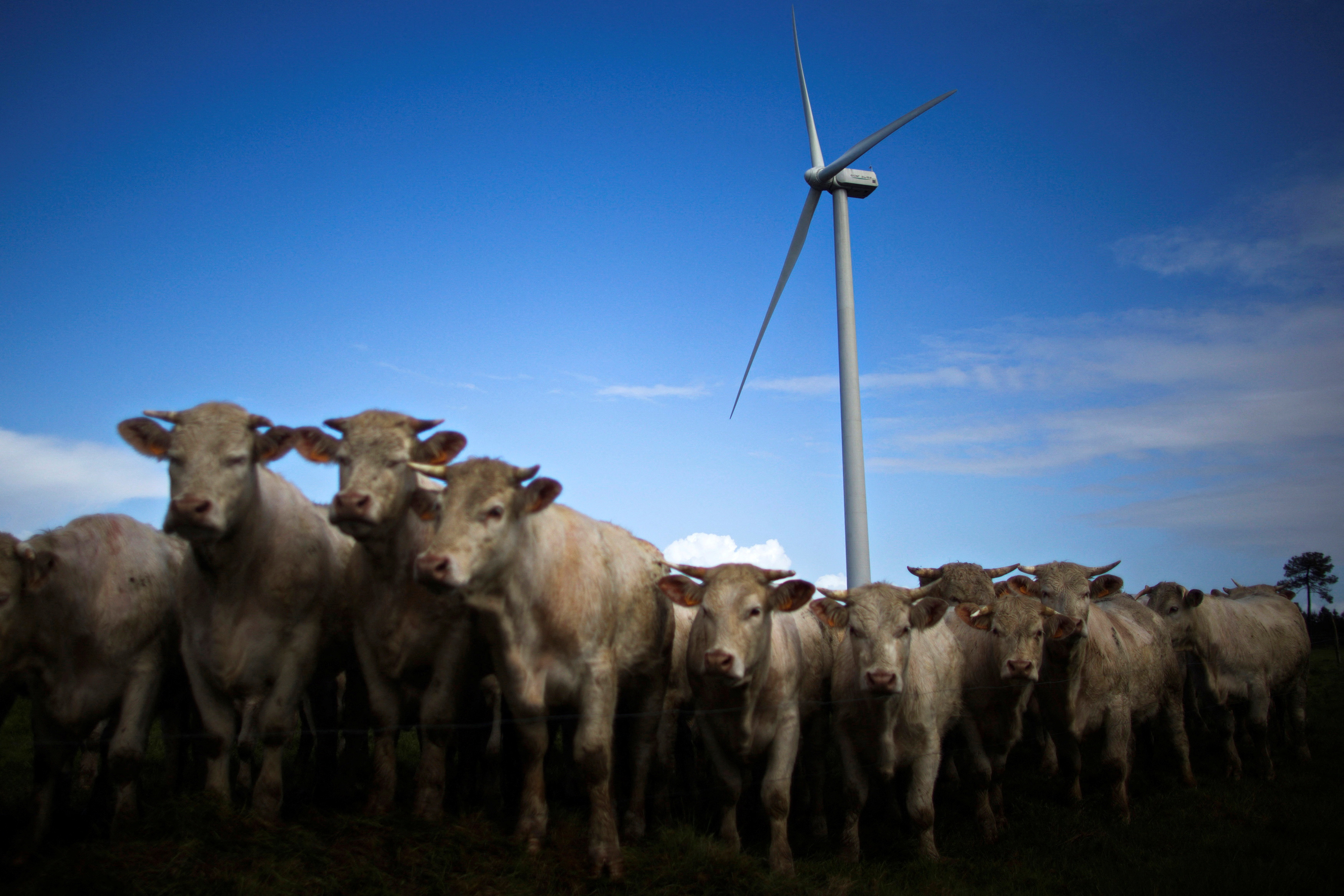 Cattle gather in a field near a wind turbine in western France