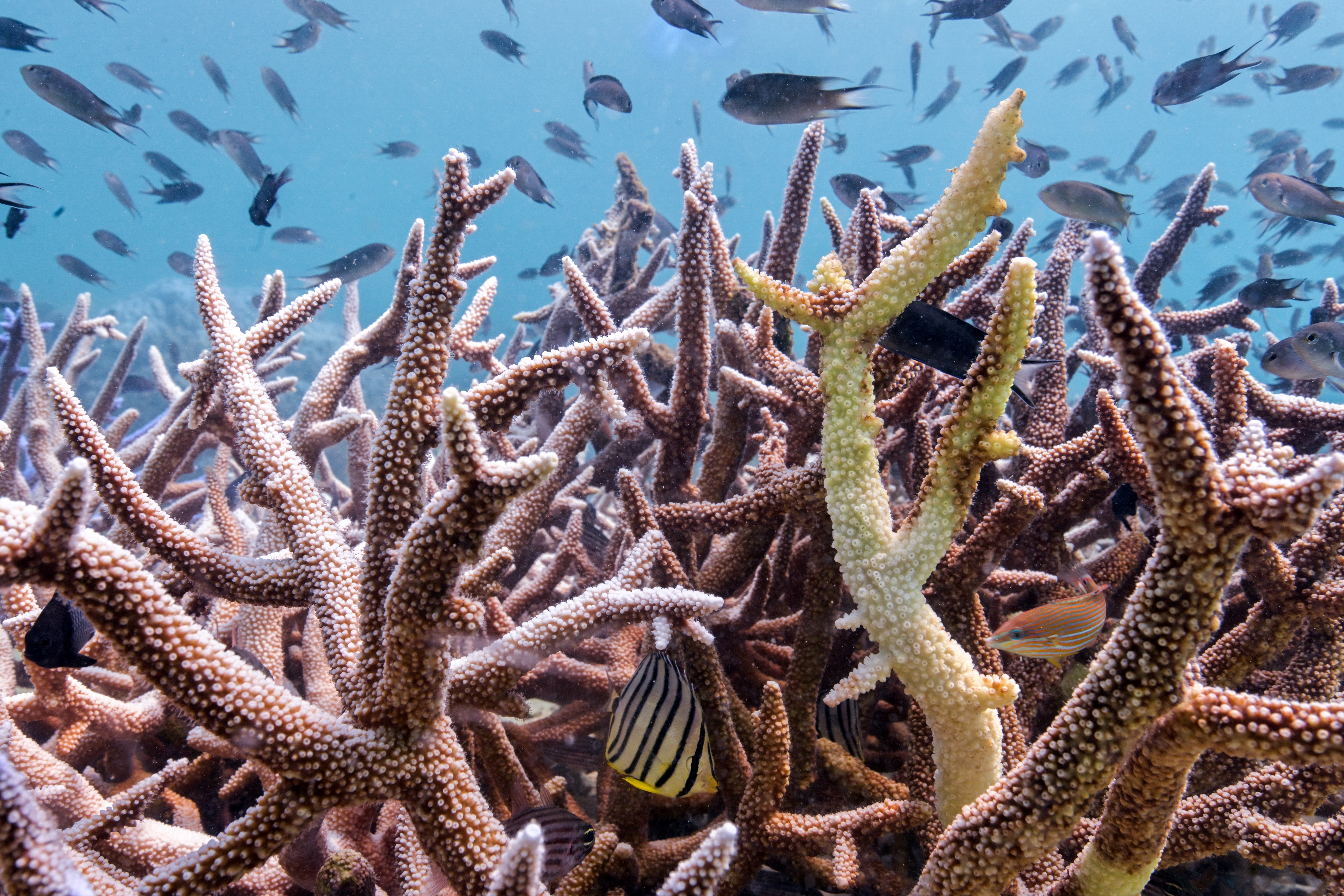 Comment: Coral reefs are vanishing fast. We must act now to protect these  vital ecosystems | Reuters