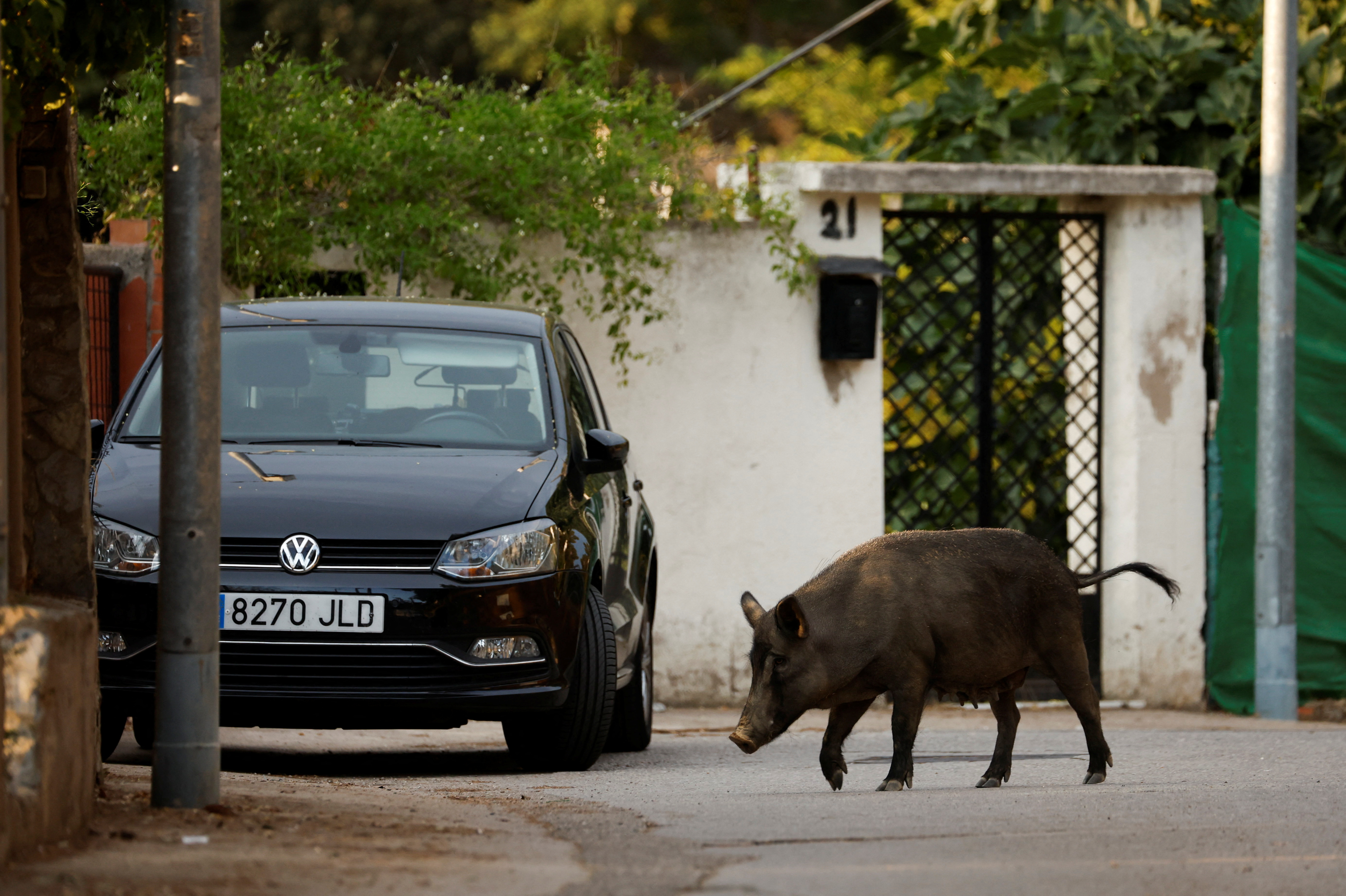 A female boar walks through Las Planas neighbourhood in the Collserola Natural Park in Barcelona
