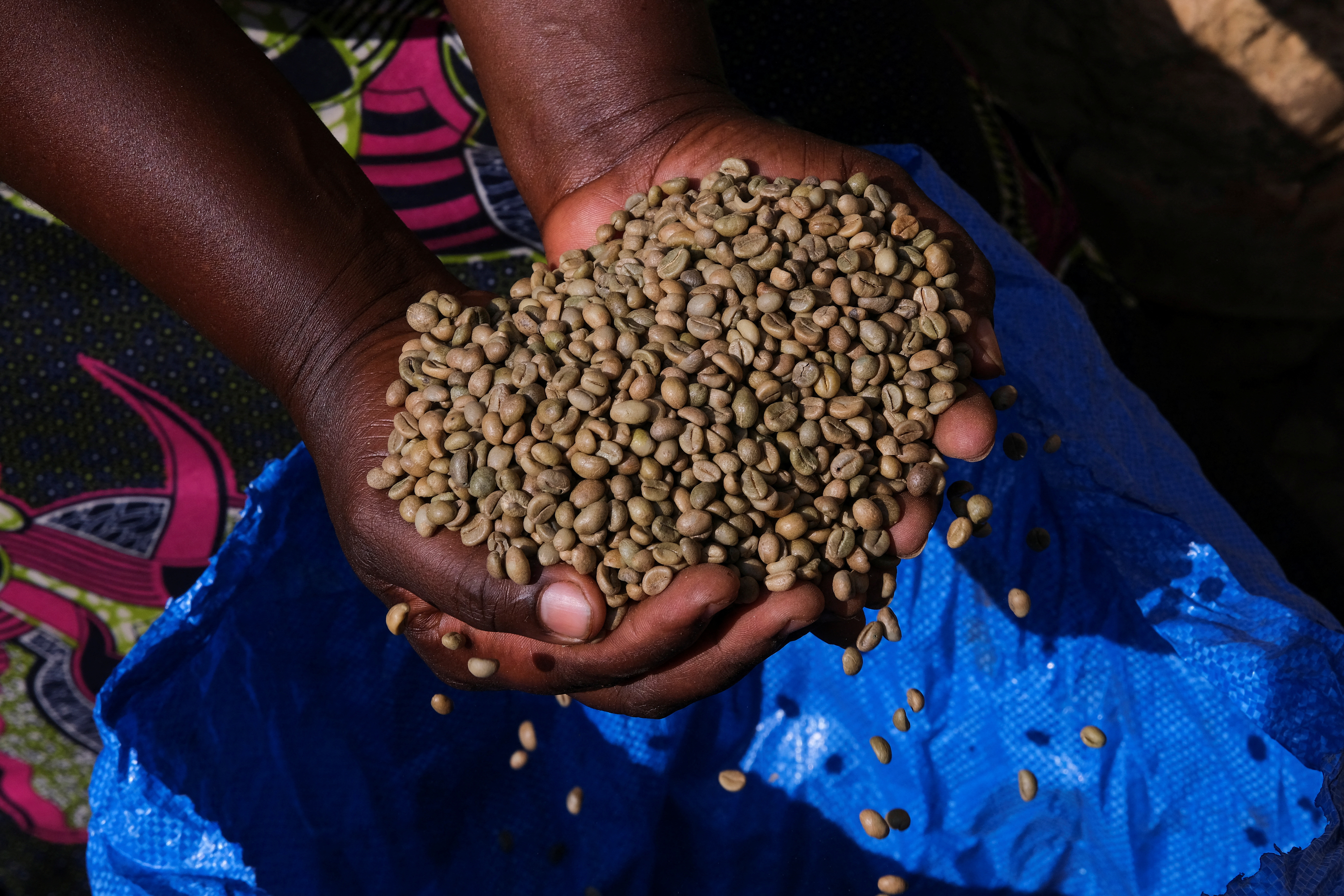 A female coffee grower scoops coffee beans from a sack in the Volta Region
