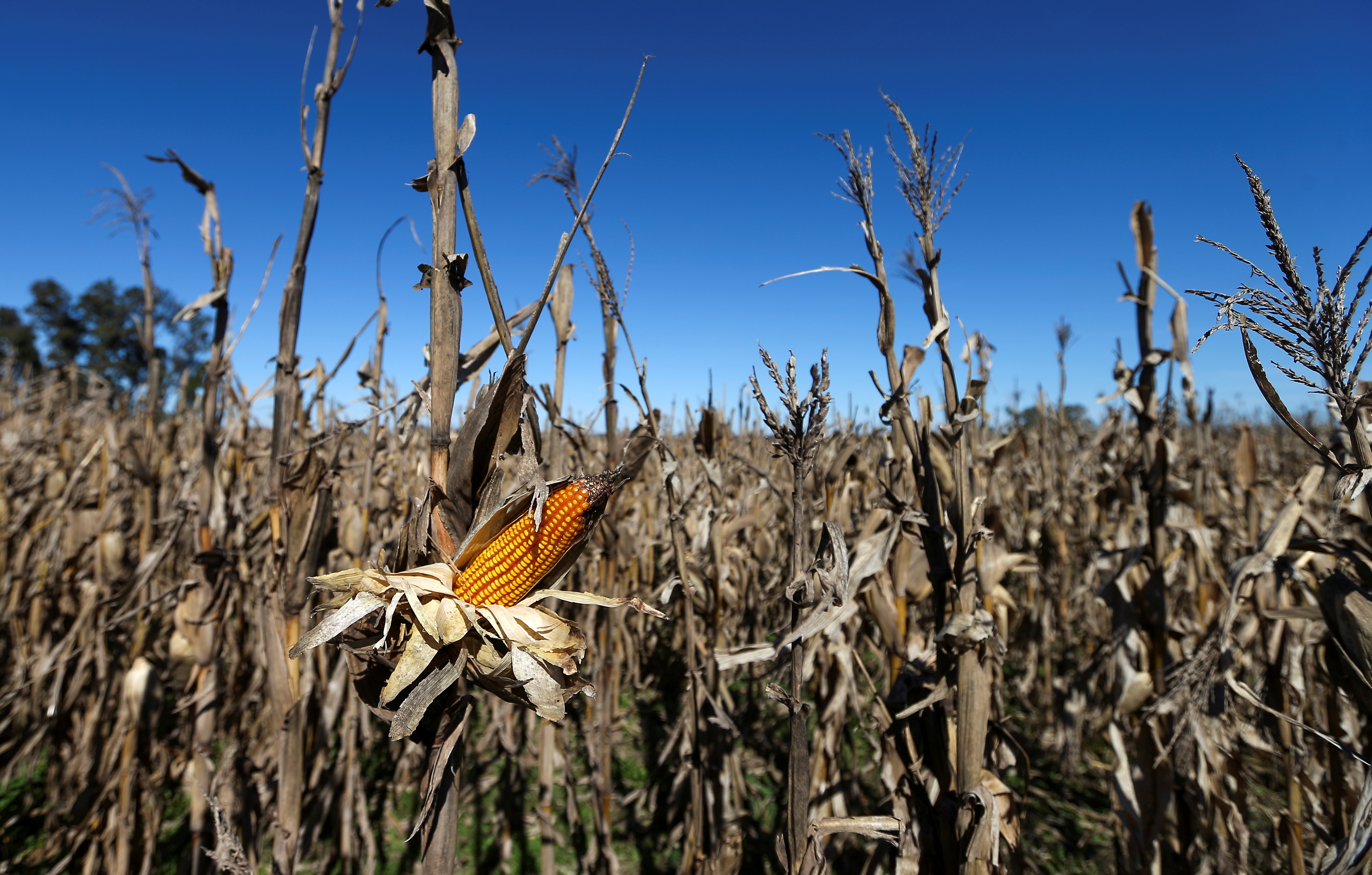 Corn plants are seen in a farm in Lujan, on the outskirts of Buenos Aires