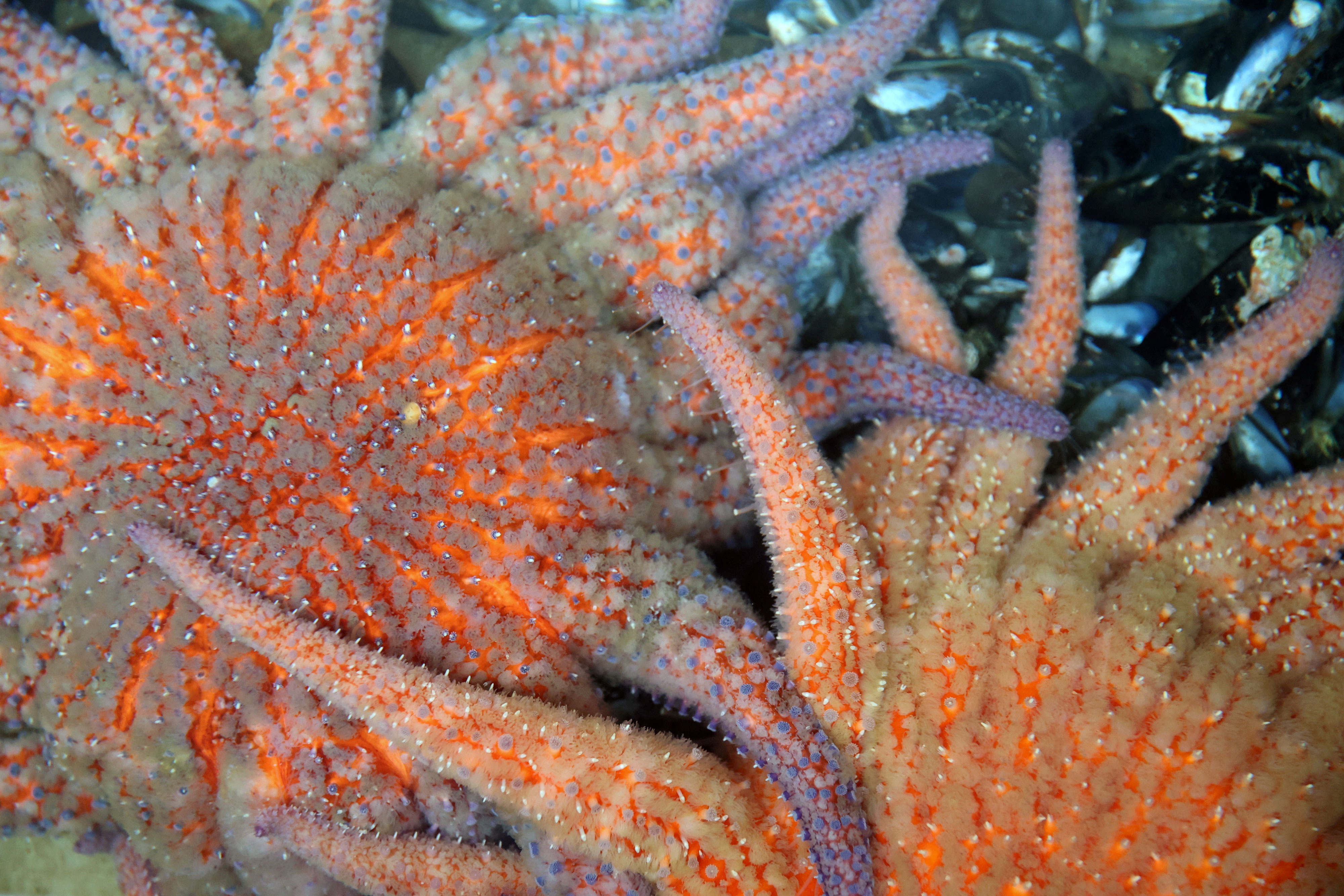 Scientists are growing sea stars in labs to help save the oceans