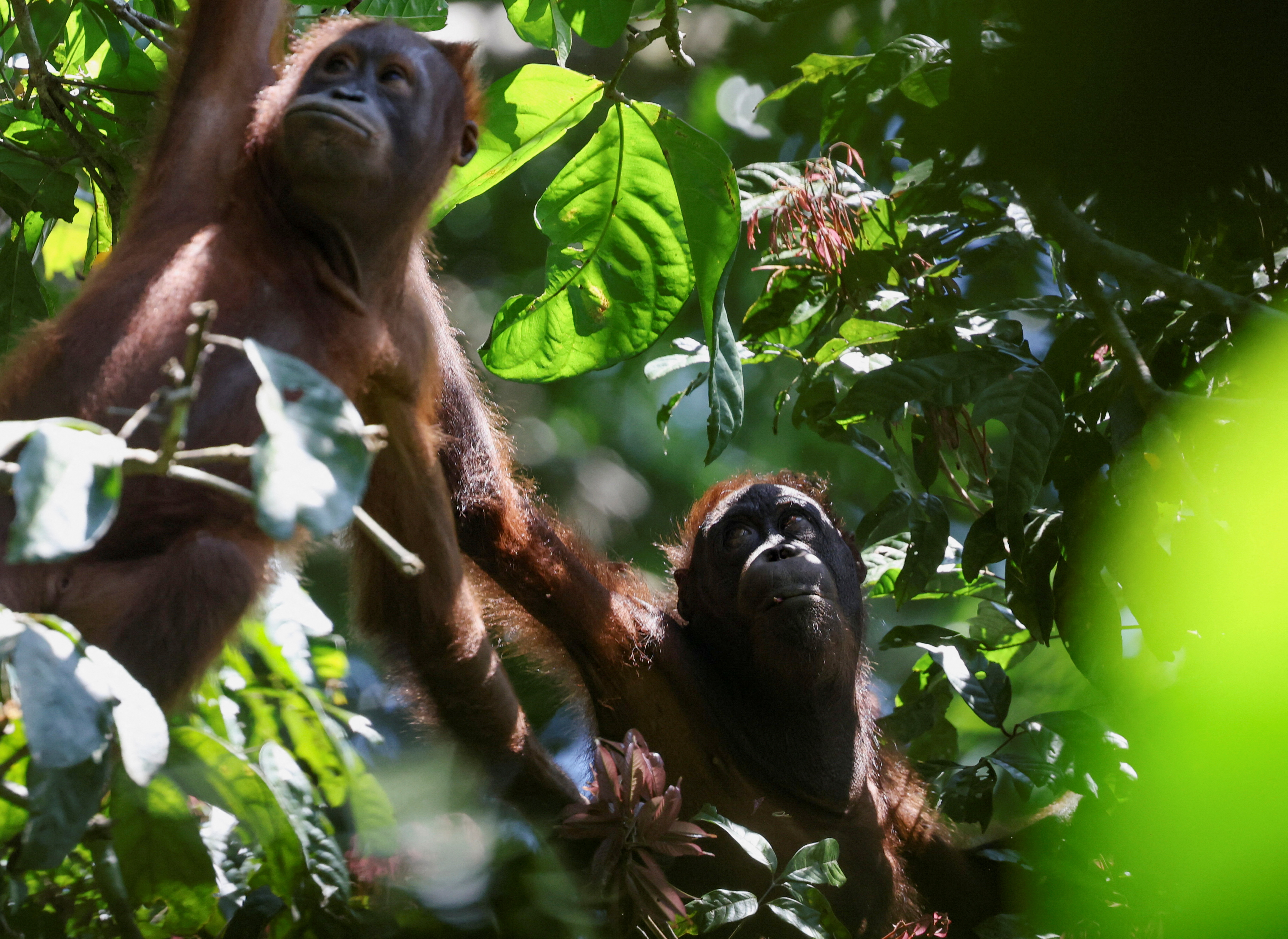 Juvenile wild Bornean orangutans swing from tree to tree searching for food in Sepilok