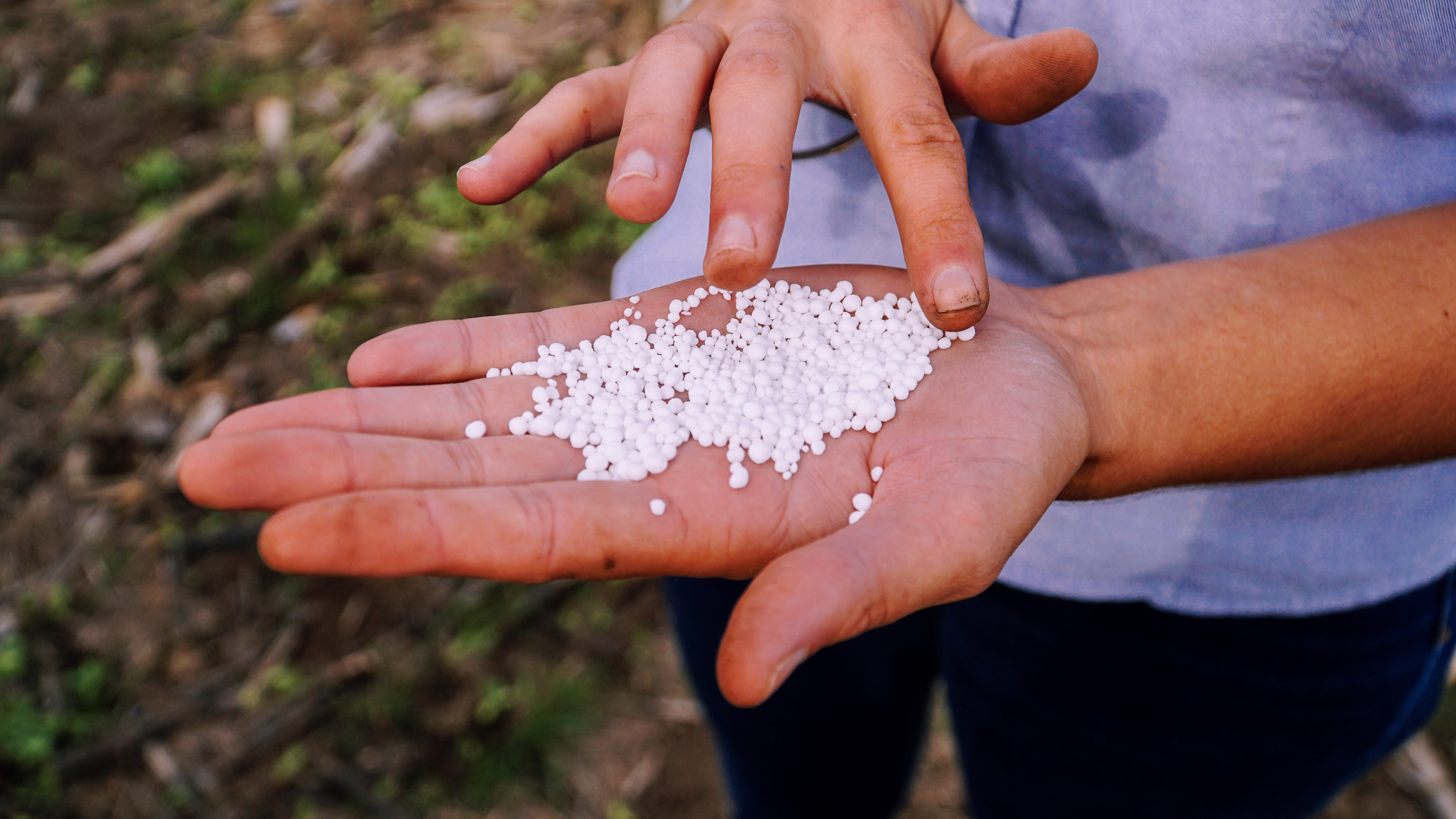 A handful of urea pellets is seen in Argentina in 2020.  Courtesy of Nutrien/Handout via REUTERS