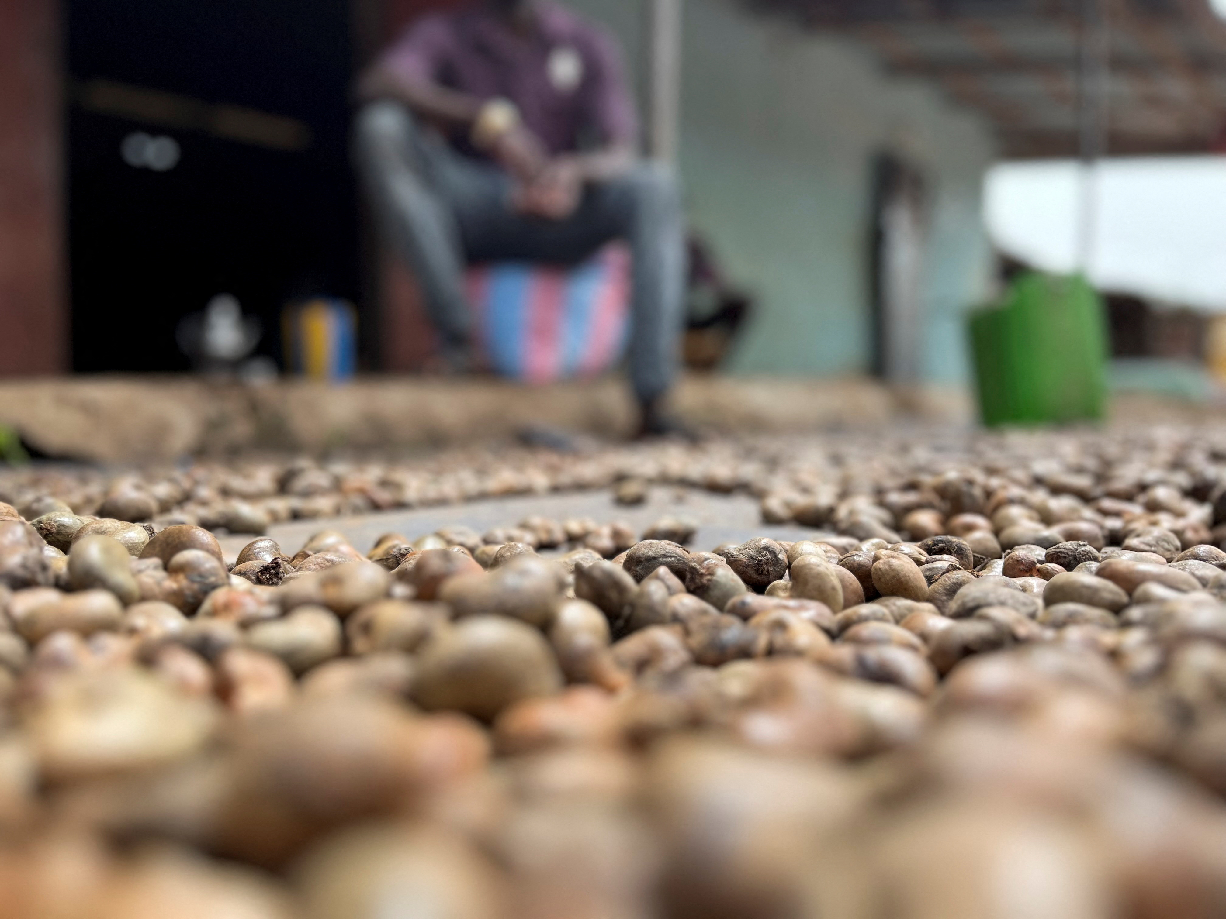 Drissa Dembele, a farmer and buyer of raw cashew, sits in front of unshelled nuts spreaded out to dry, in Katiola