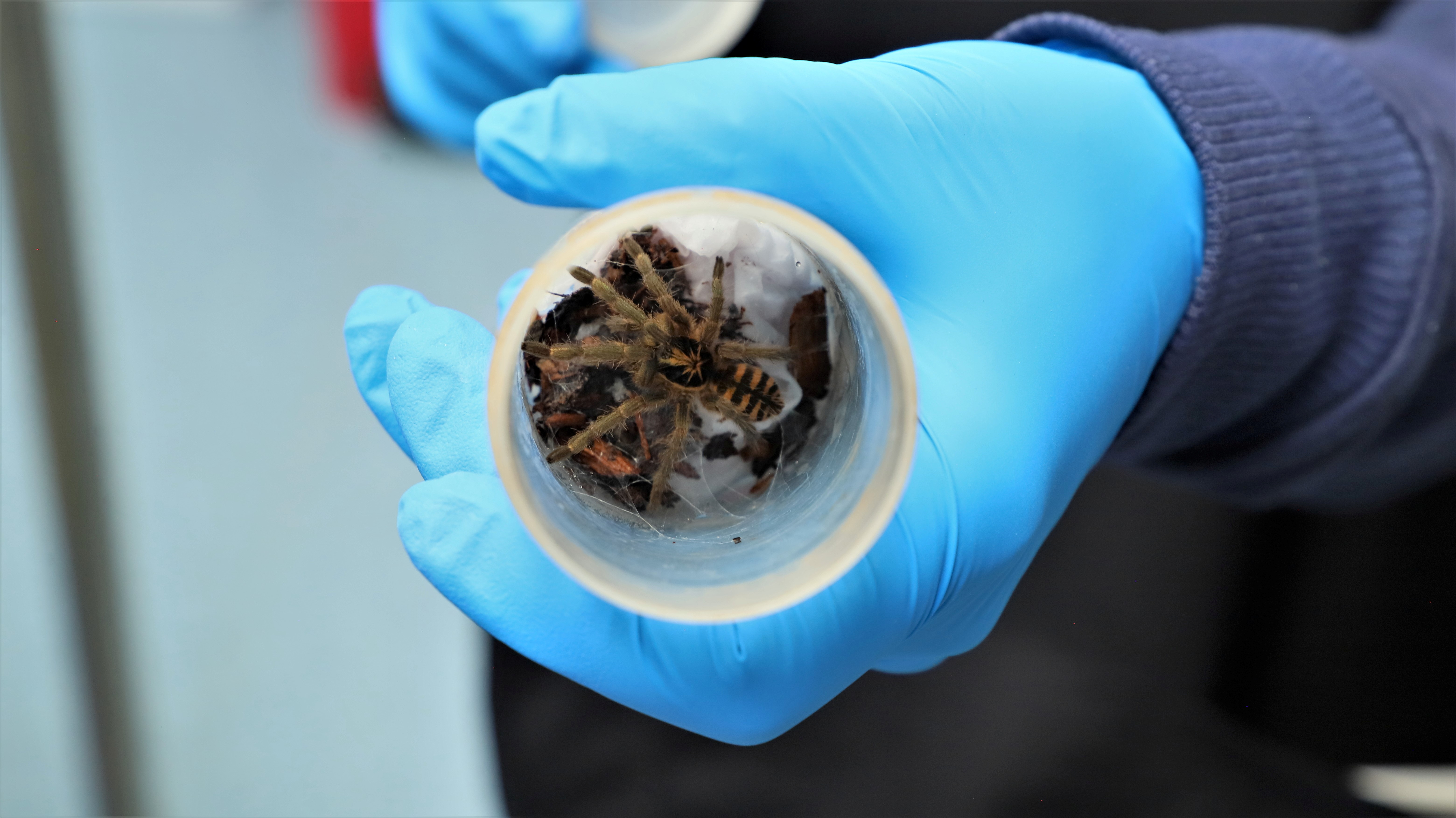 A tarantula is photographed after a seizure of animals for trafficking bound to Germany at El Dorado airport, in Bogota, Colombia December 1, 2021. Courtesy of District Secretary of the Environment of Bogota/Handout via REUTERS