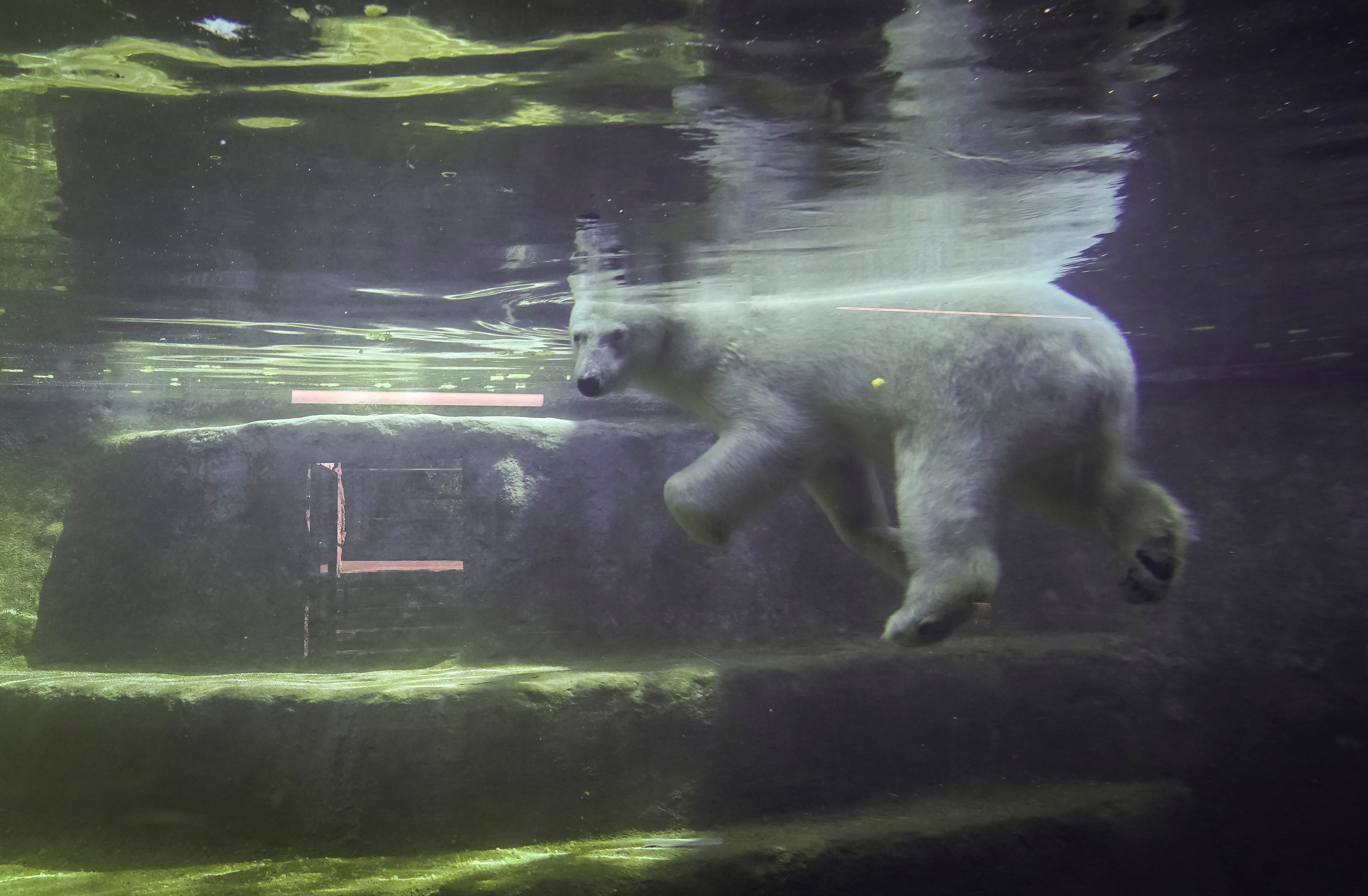 A polar bear cools off during a hot summer day in its enclosure at the Moscow Zoo